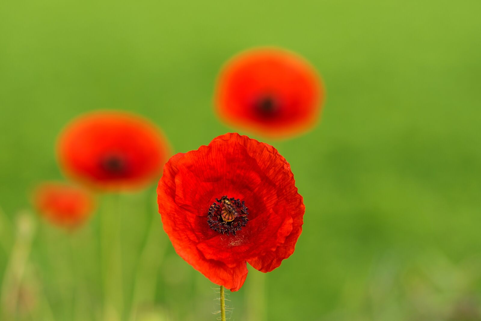 Nikon D7200 sample photo. Poppy, summer, nature photography