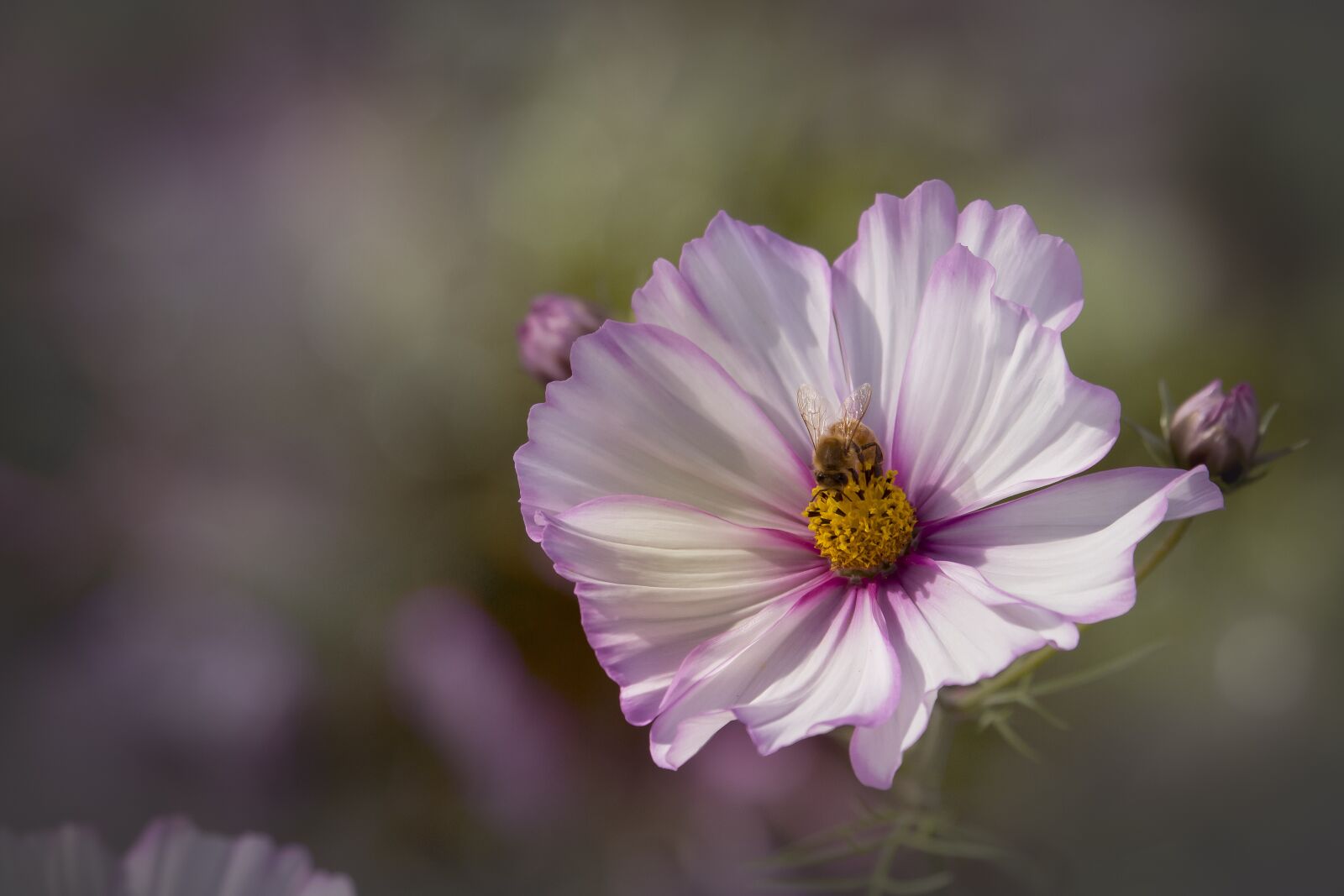 Canon EOS 700D (EOS Rebel T5i / EOS Kiss X7i) sample photo. Pink, bee, pollinate photography
