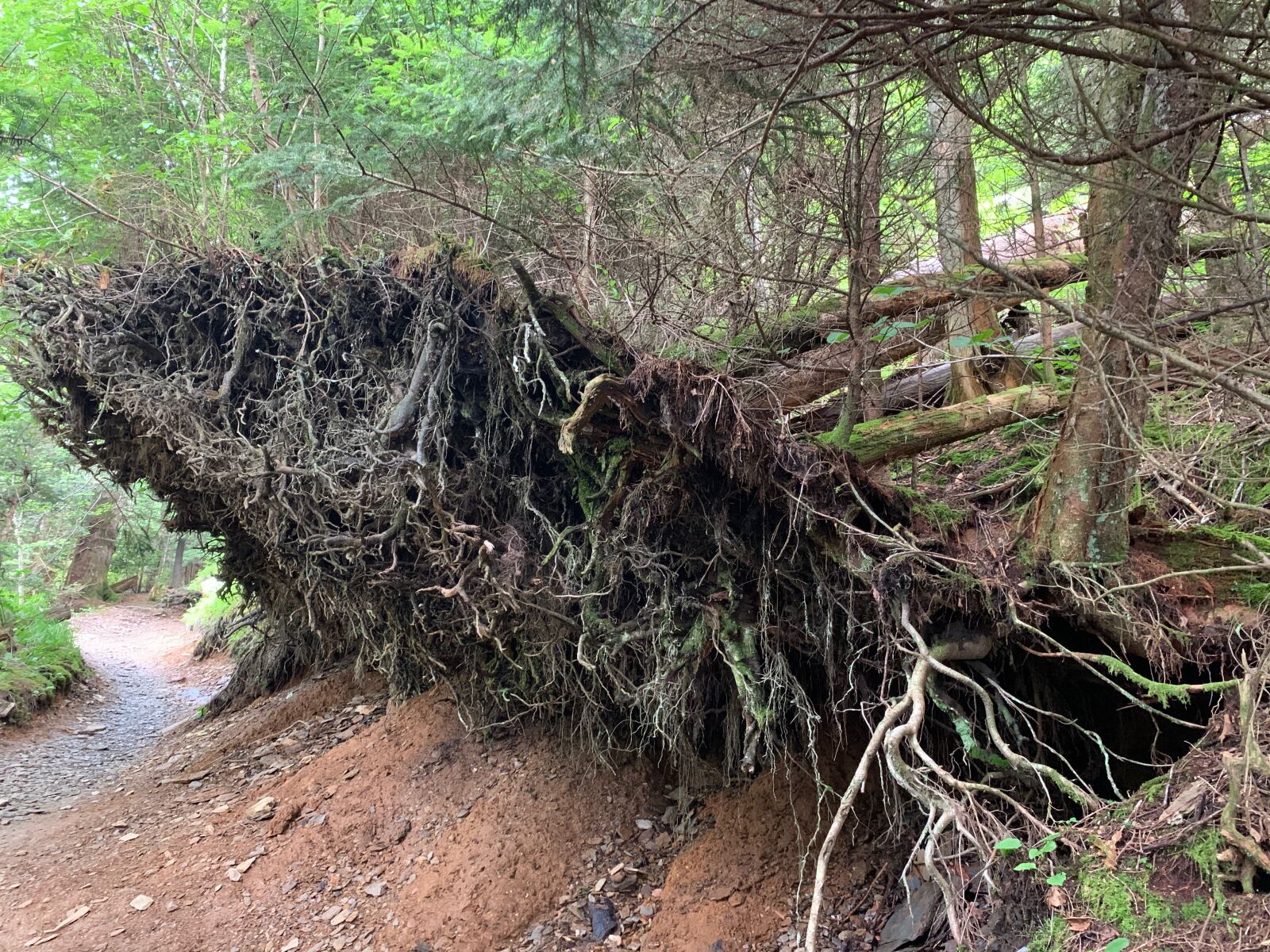 Apple iPhone XR sample photo. Tree, roots, nature photography