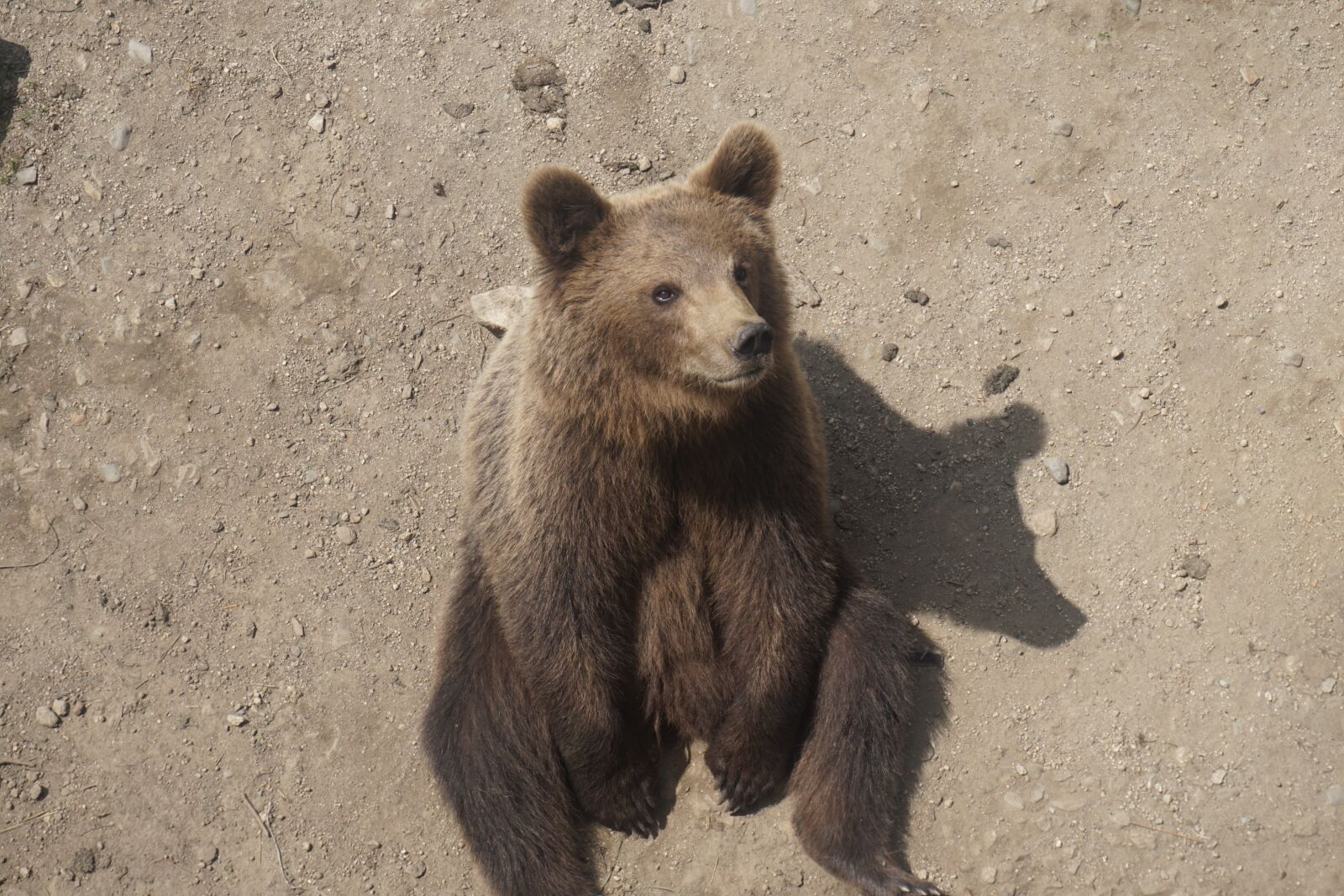 Sony a6000 sample photo. Bear, dirt, fur photography