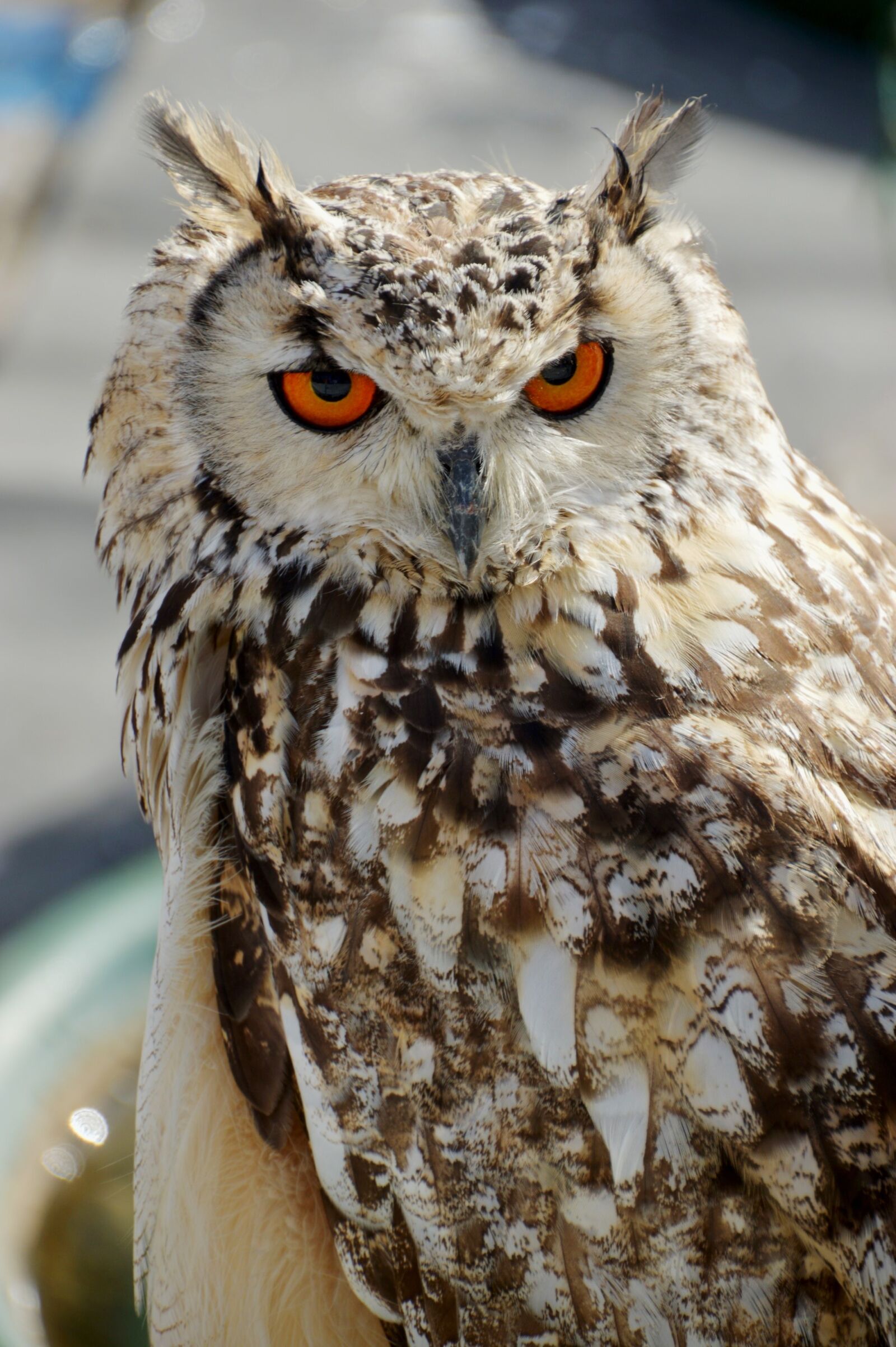 Nikon D3200 sample photo. Animal, owl, pen photography
