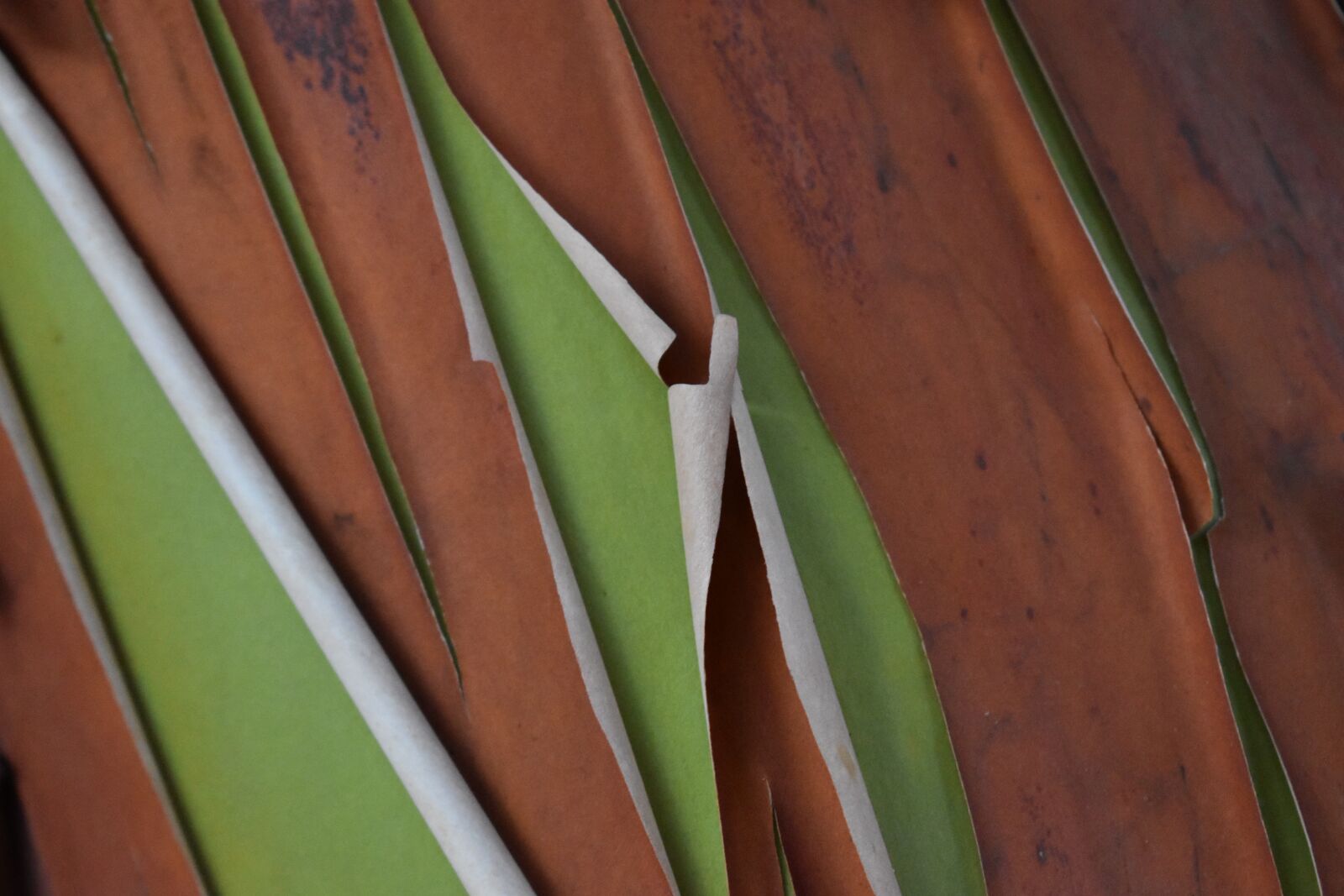 Nikon D3500 sample photo. Background, textures, texture photography
