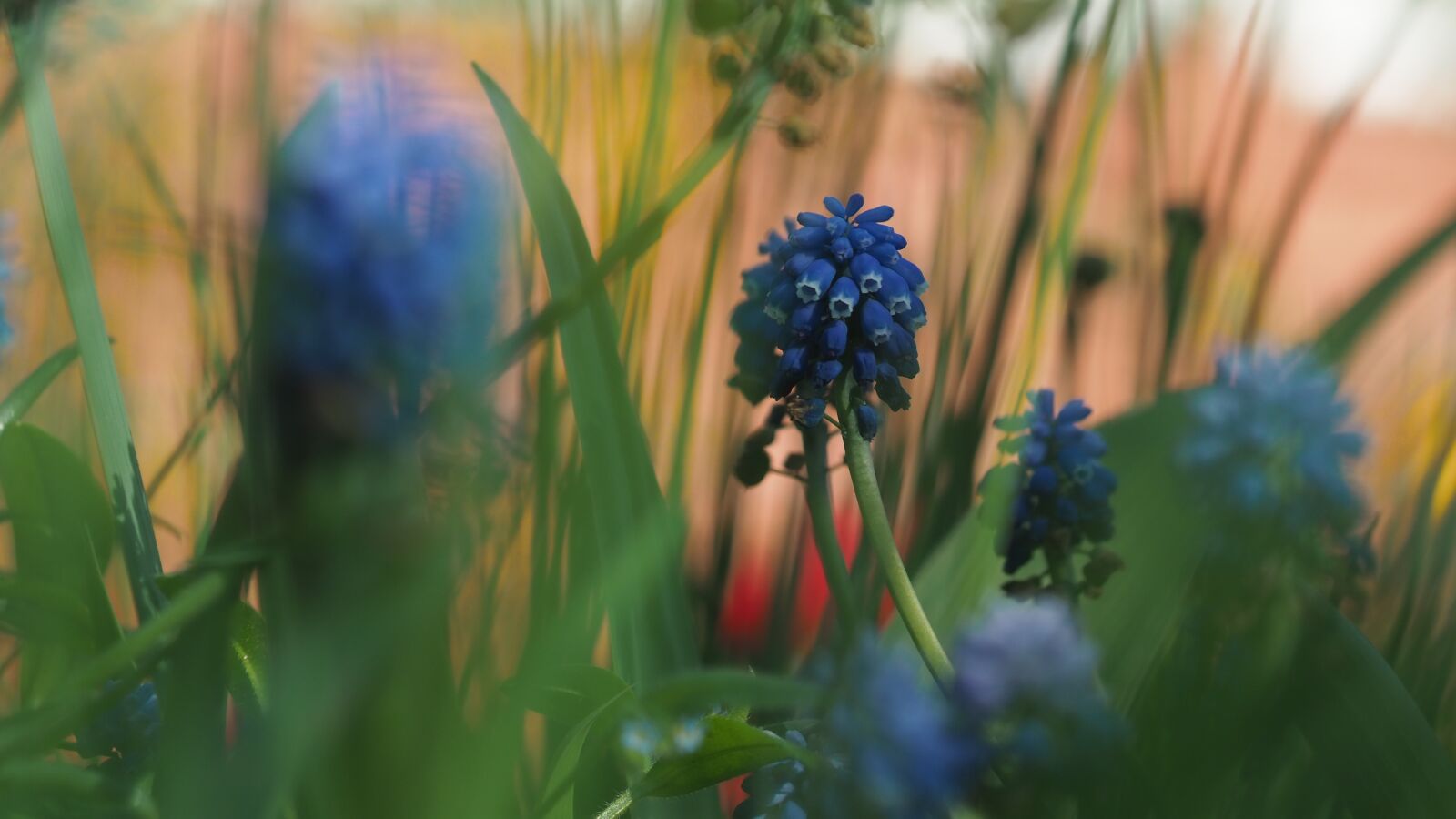 Olympus OM-D E-M10 III sample photo. Garden, bloom, spring photography