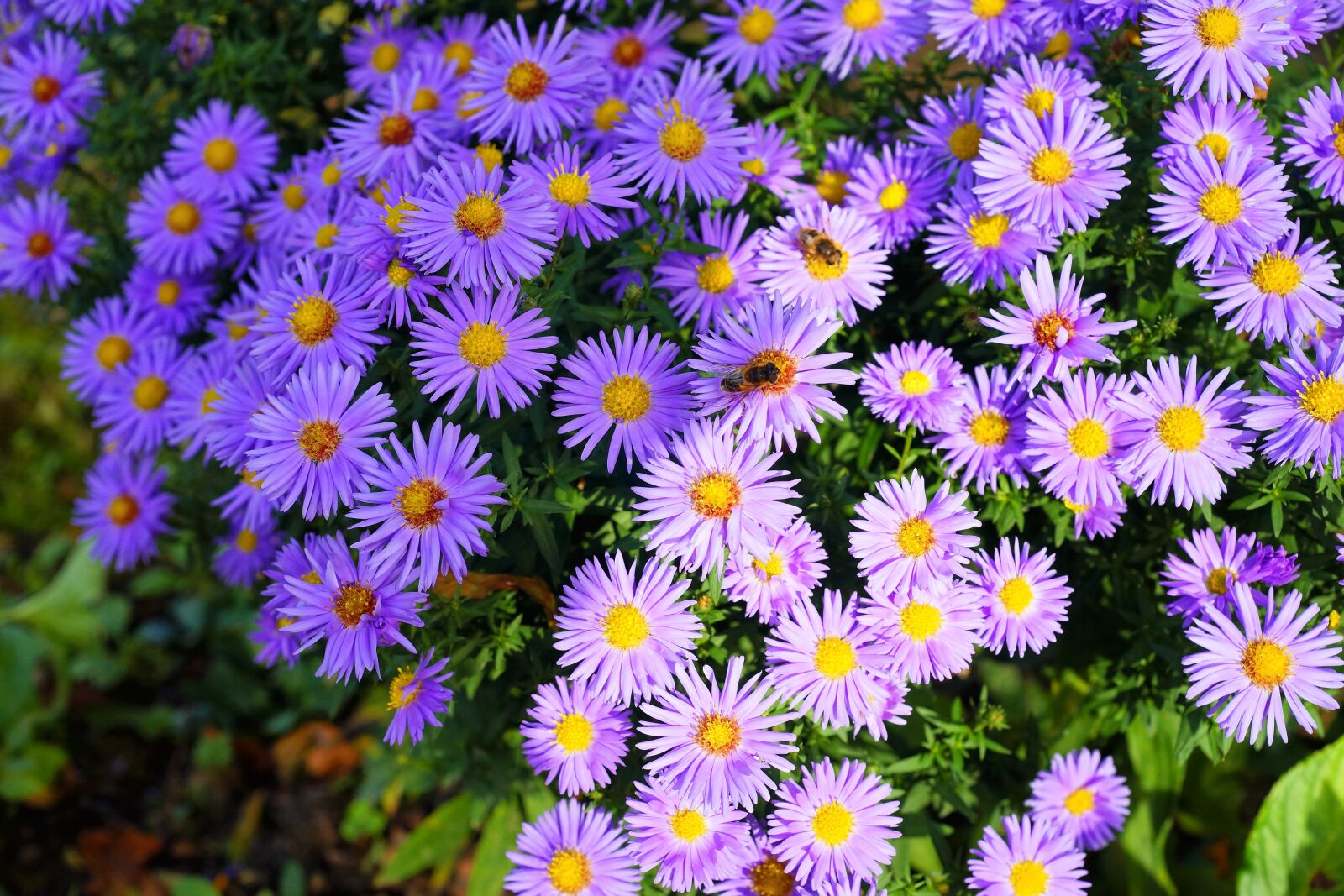 Sony a99 II + MACRO 50mm F2.8 sample photo. Flowers, asters, lichtspiel photography