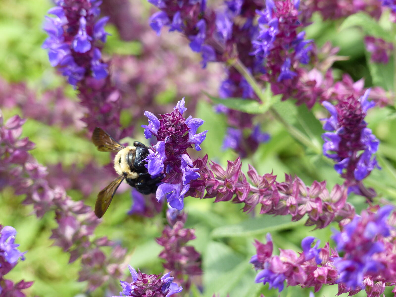 Panasonic Lumix DMC-FZ200 sample photo. Beautiful, flowers, bee, nature photography