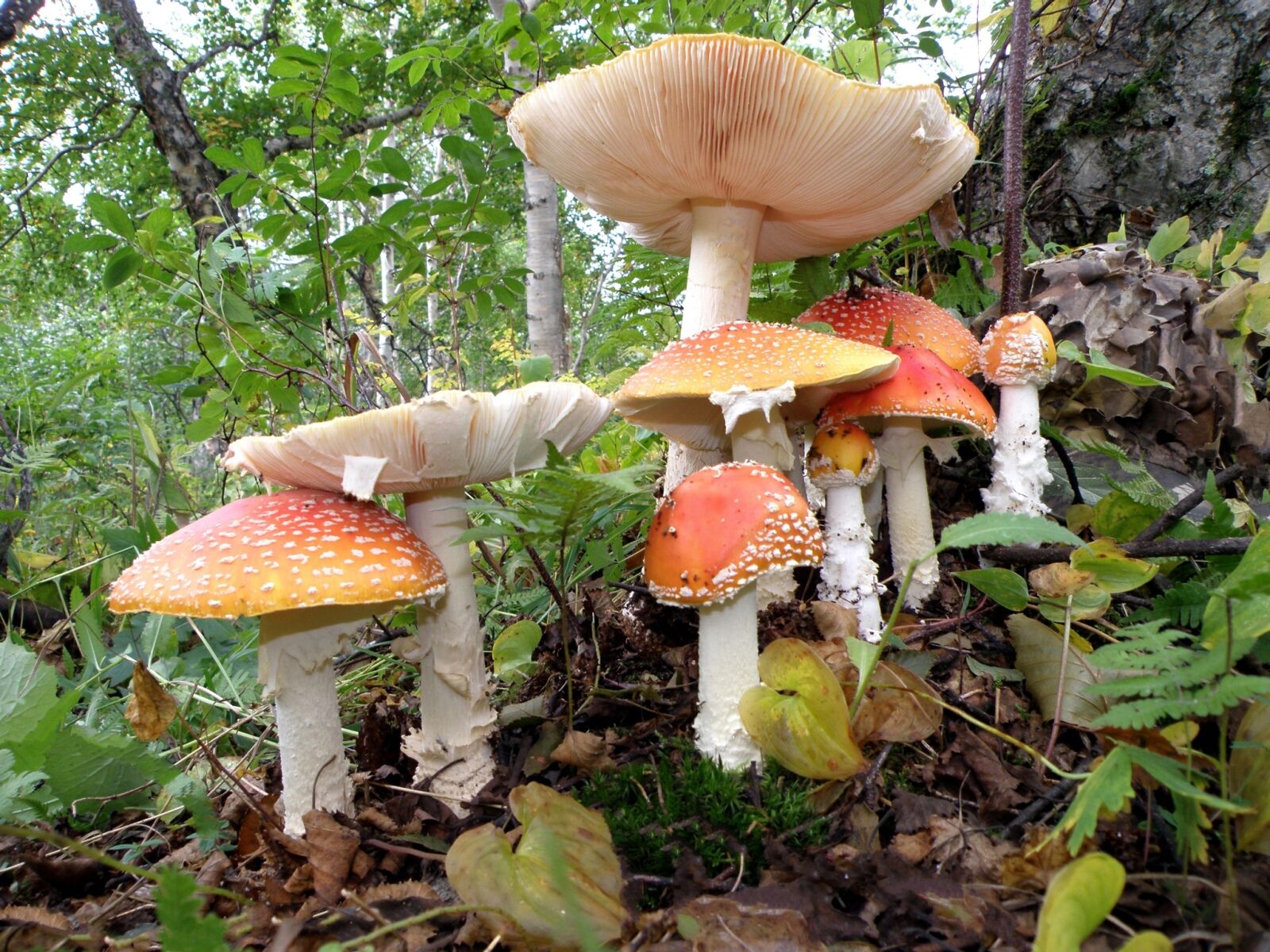 Olympus SP570UZ sample photo. Amanita, mushrooms, family photography