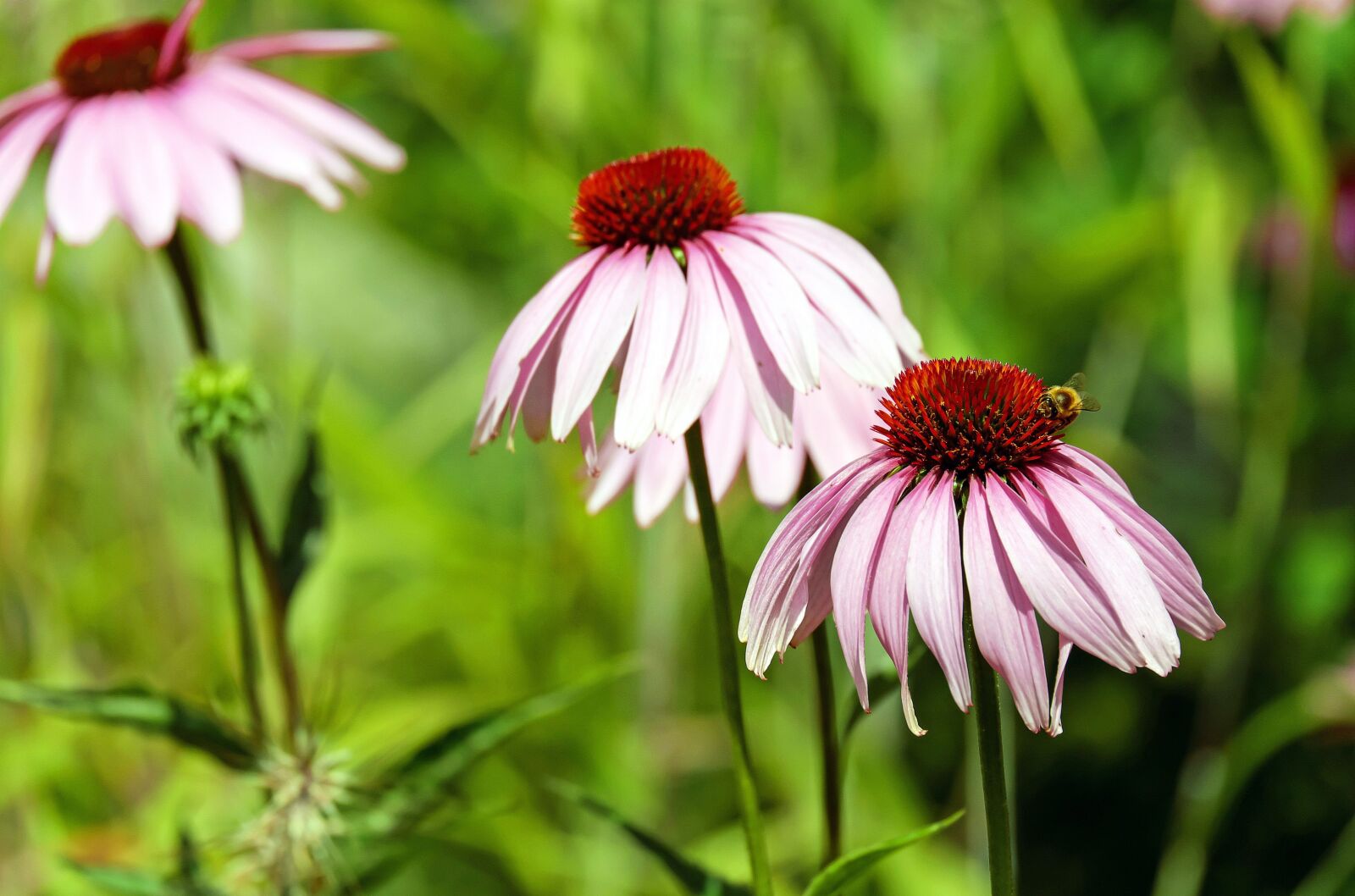 Fujifilm X-T10 + Fujifilm XC 50-230mm F4.5-6.7 OIS sample photo. Coneflower, flower, blossom photography