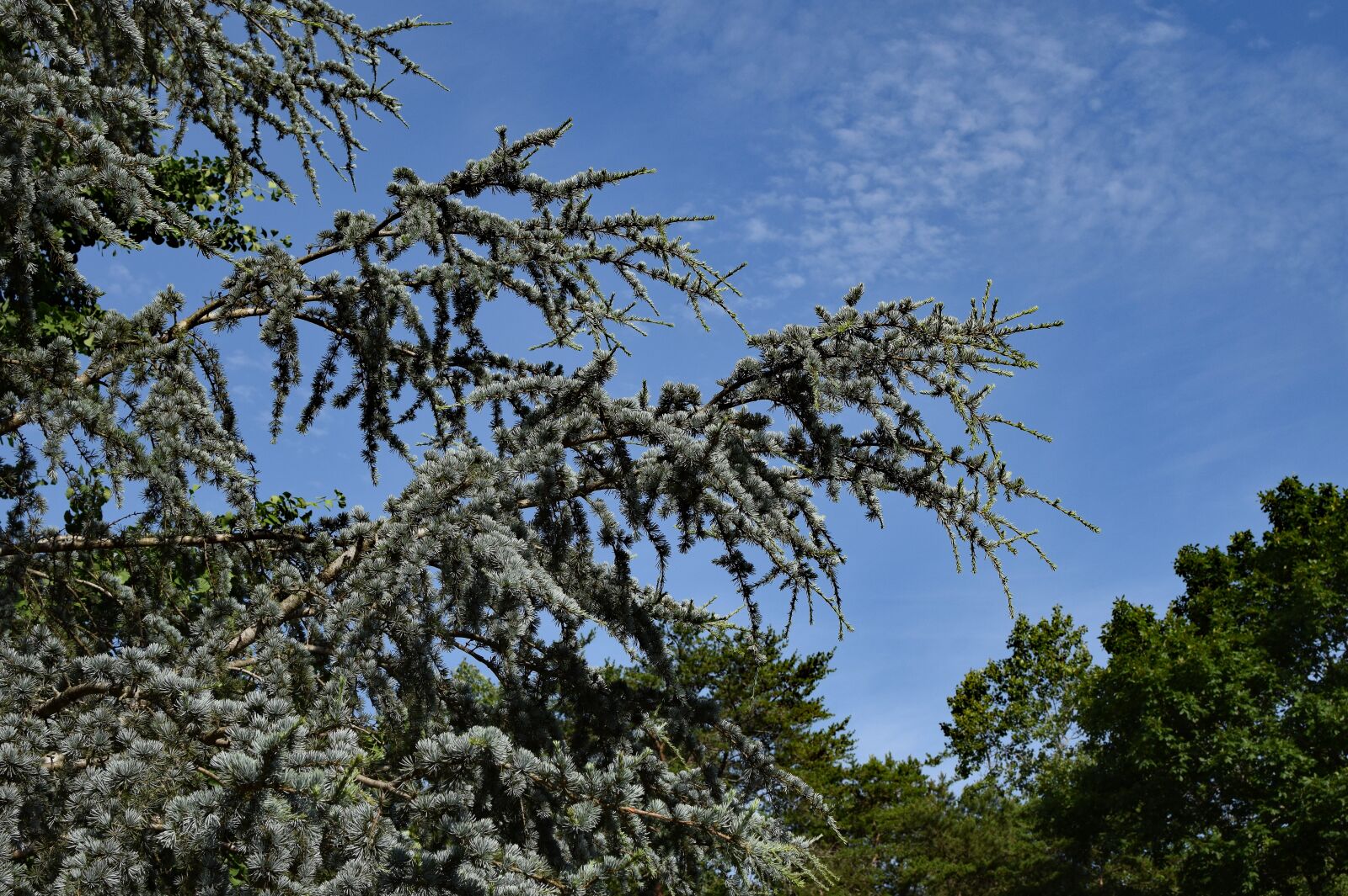 Nikon D3300 sample photo. Weeping spruce against sky photography