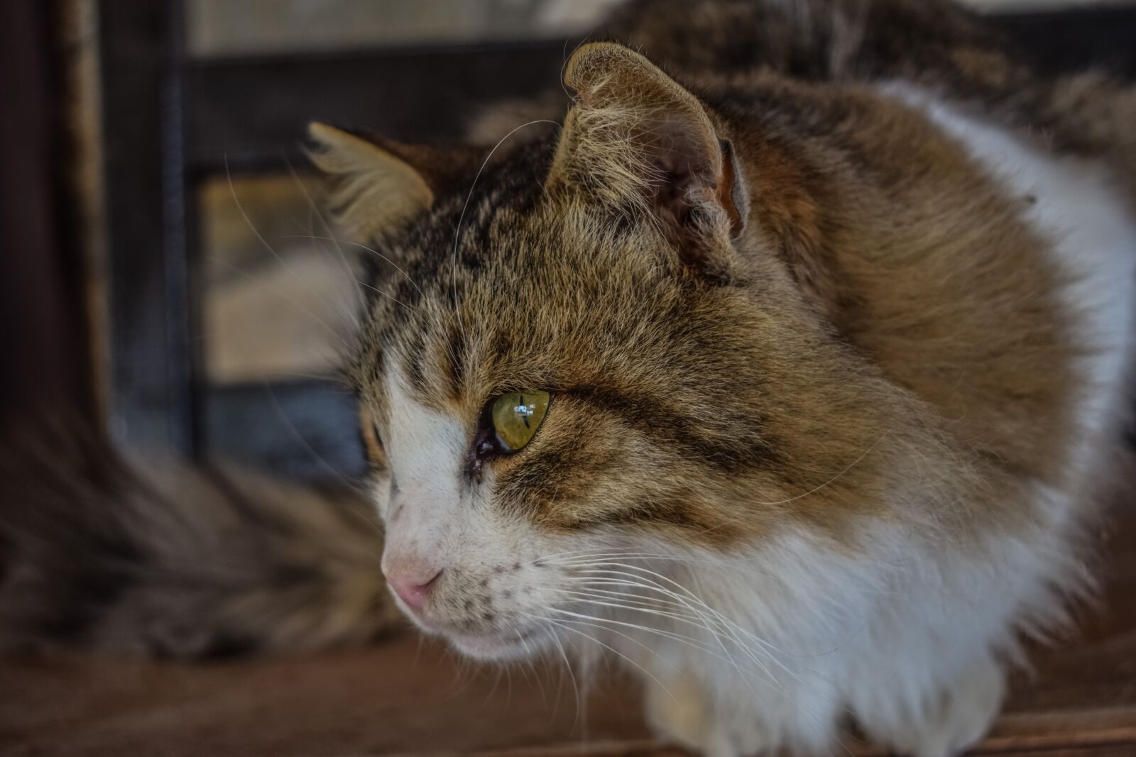 Nikon D3300 sample photo. Cat, stray, homeless photography