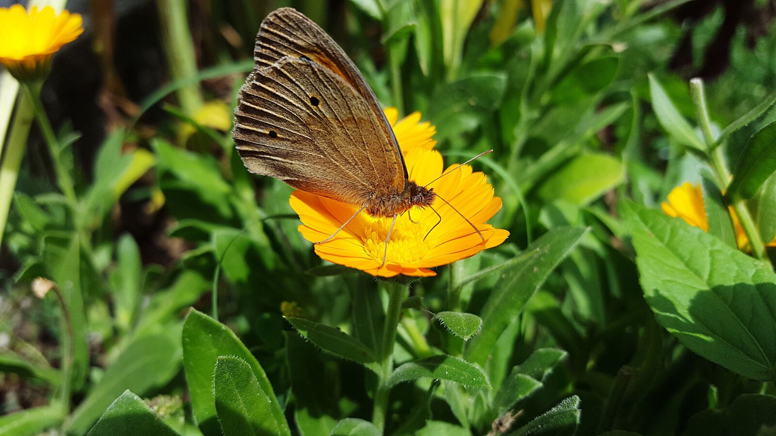 Samsung Galaxy S6 sample photo. Marigold, butterfly, calendula photography
