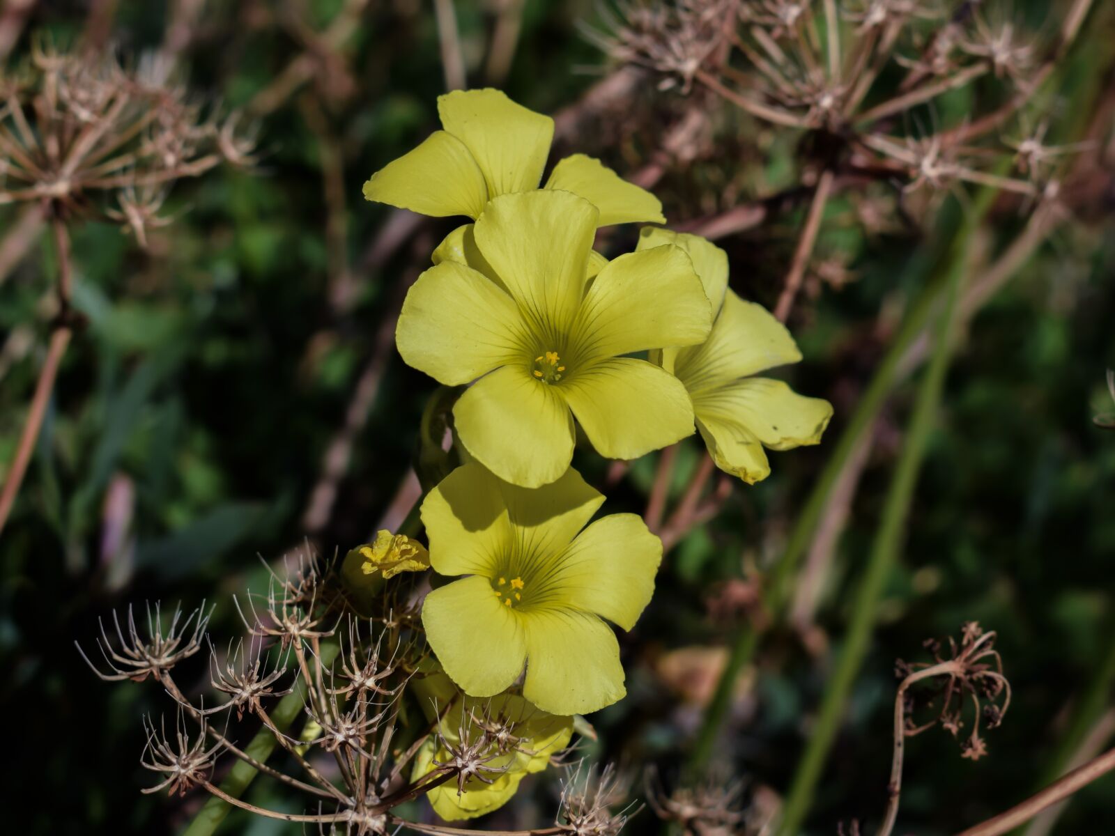 Nikon D3300 sample photo. Wildflower, flower, yellow photography