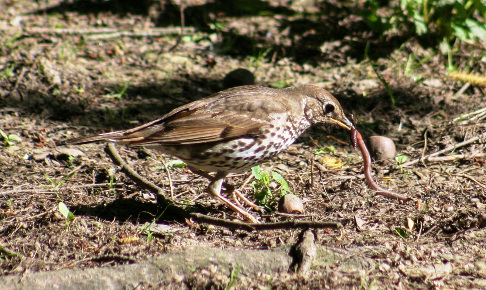 Canon EOS 350D (EOS Digital Rebel XT / EOS Kiss Digital N) sample photo. Bird, worm, food photography