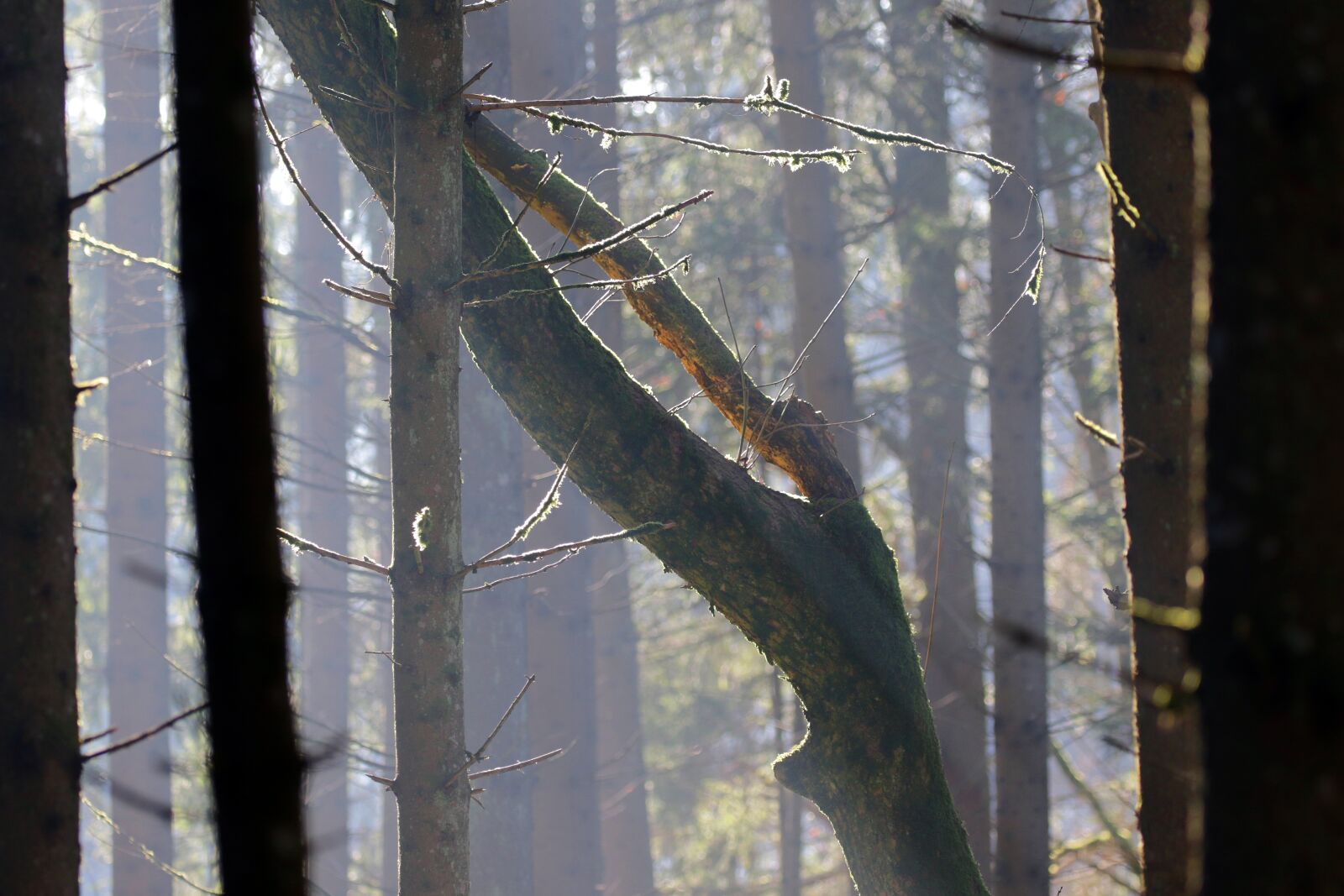 Canon EOS 7D Mark II sample photo. Trees, lighting, fog photography