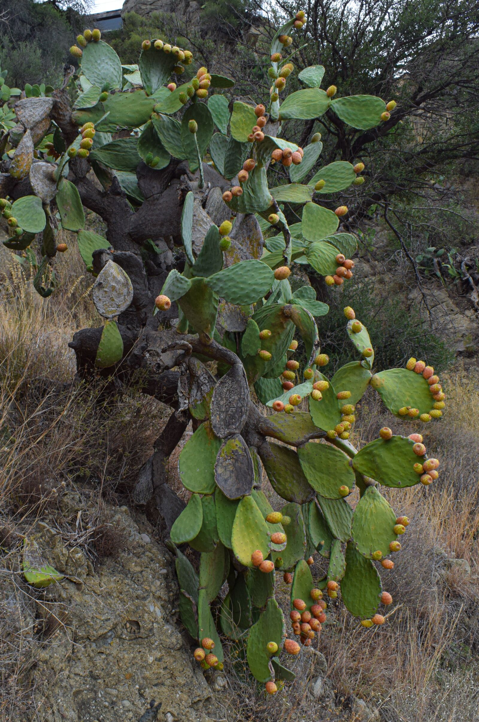 Nikon D5300 sample photo. Cactus, cactus plant, nature photography