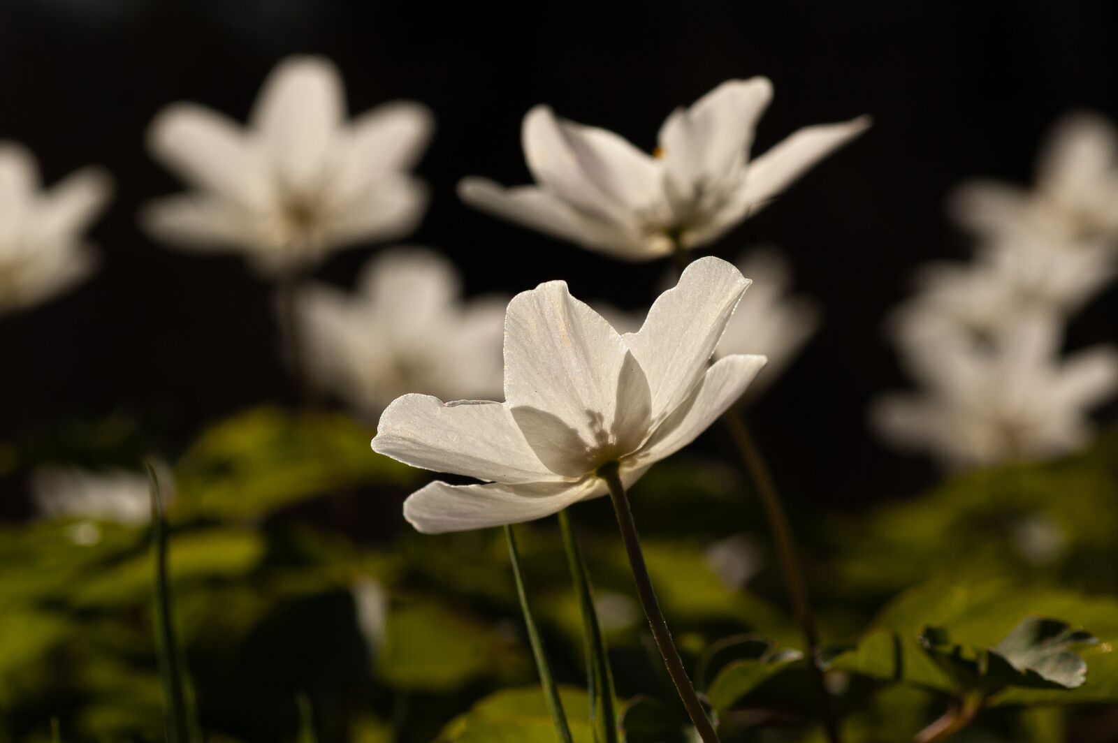 Nikon D50 sample photo. Wood anemone, forest floor photography