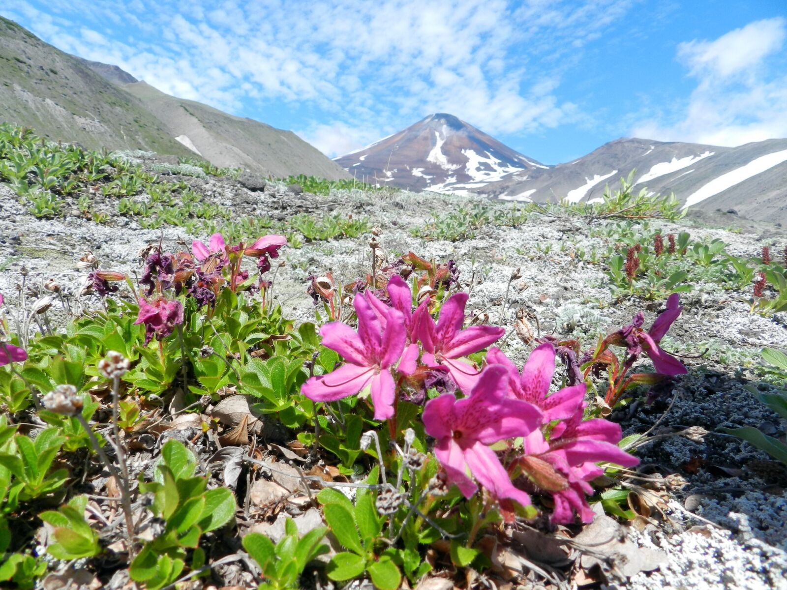 Nikon Coolpix P500 sample photo. Volcano, the foot, flowers photography