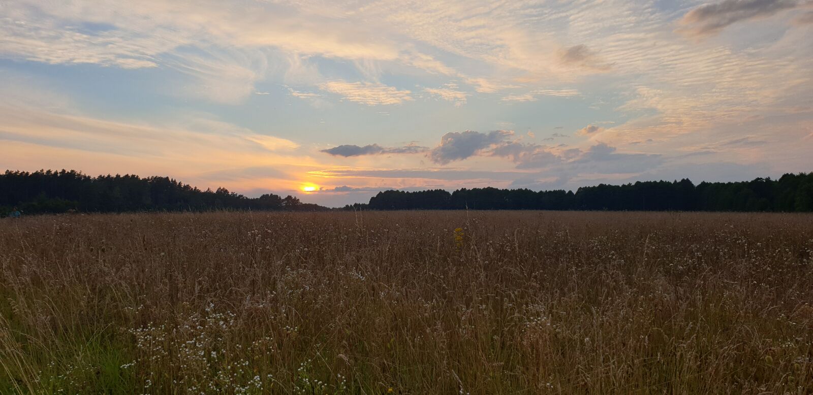 Samsung Galaxy S9+ sample photo. West, corn, landscape photography