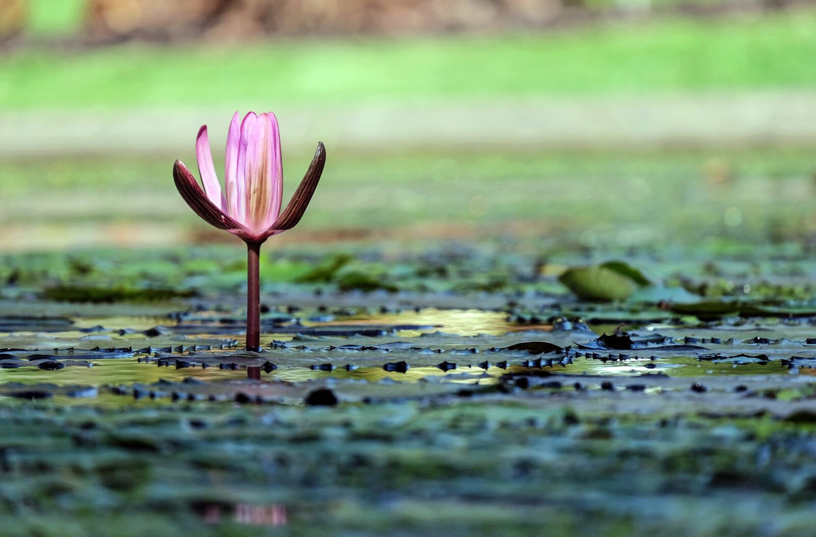 Fujifilm X-T10 + Fujifilm XC 50-230mm F4.5-6.7 OIS sample photo. Water lily, flower, blossom photography