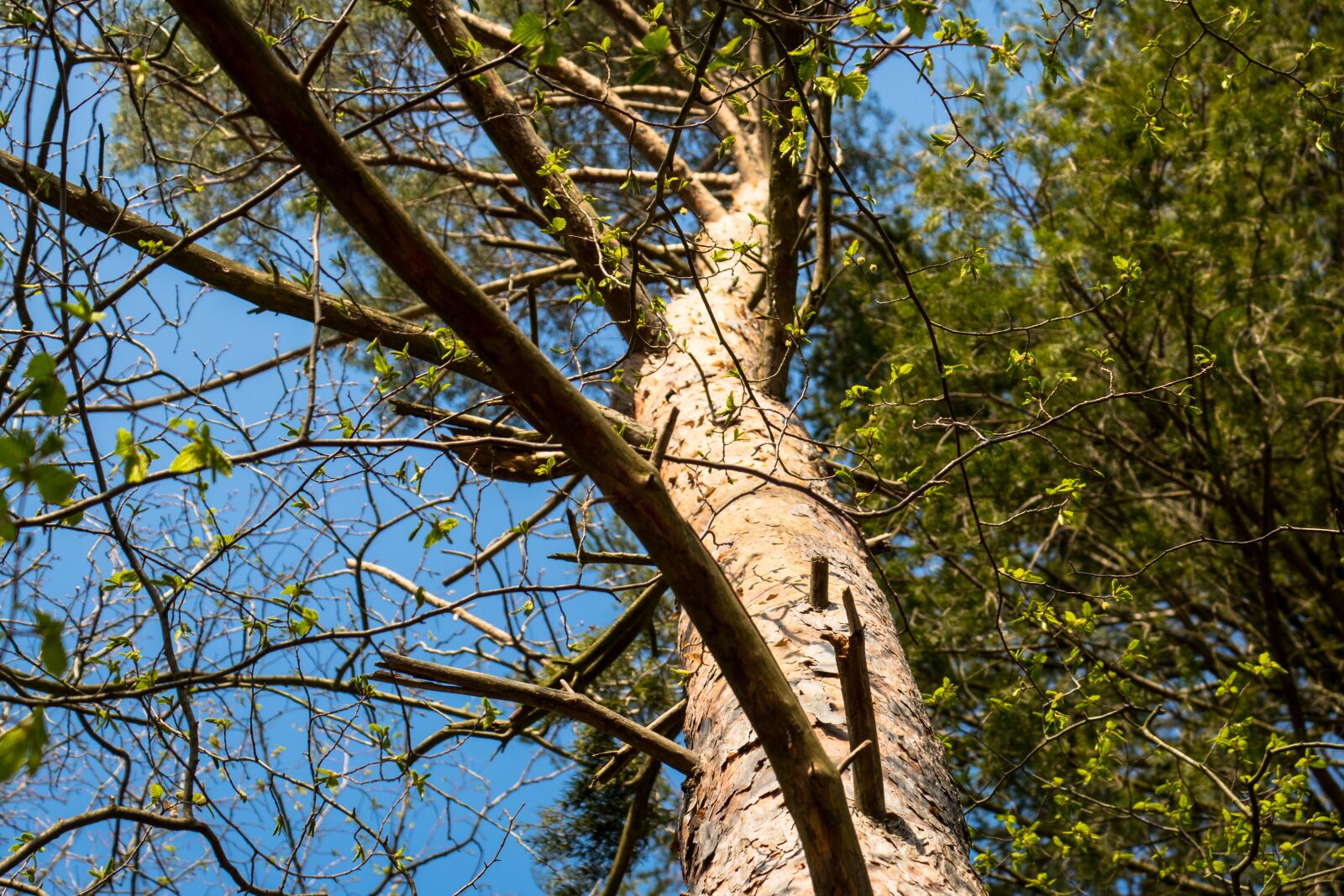 Canon PowerShot G3 X sample photo. Tree, ascending, aspiring photography