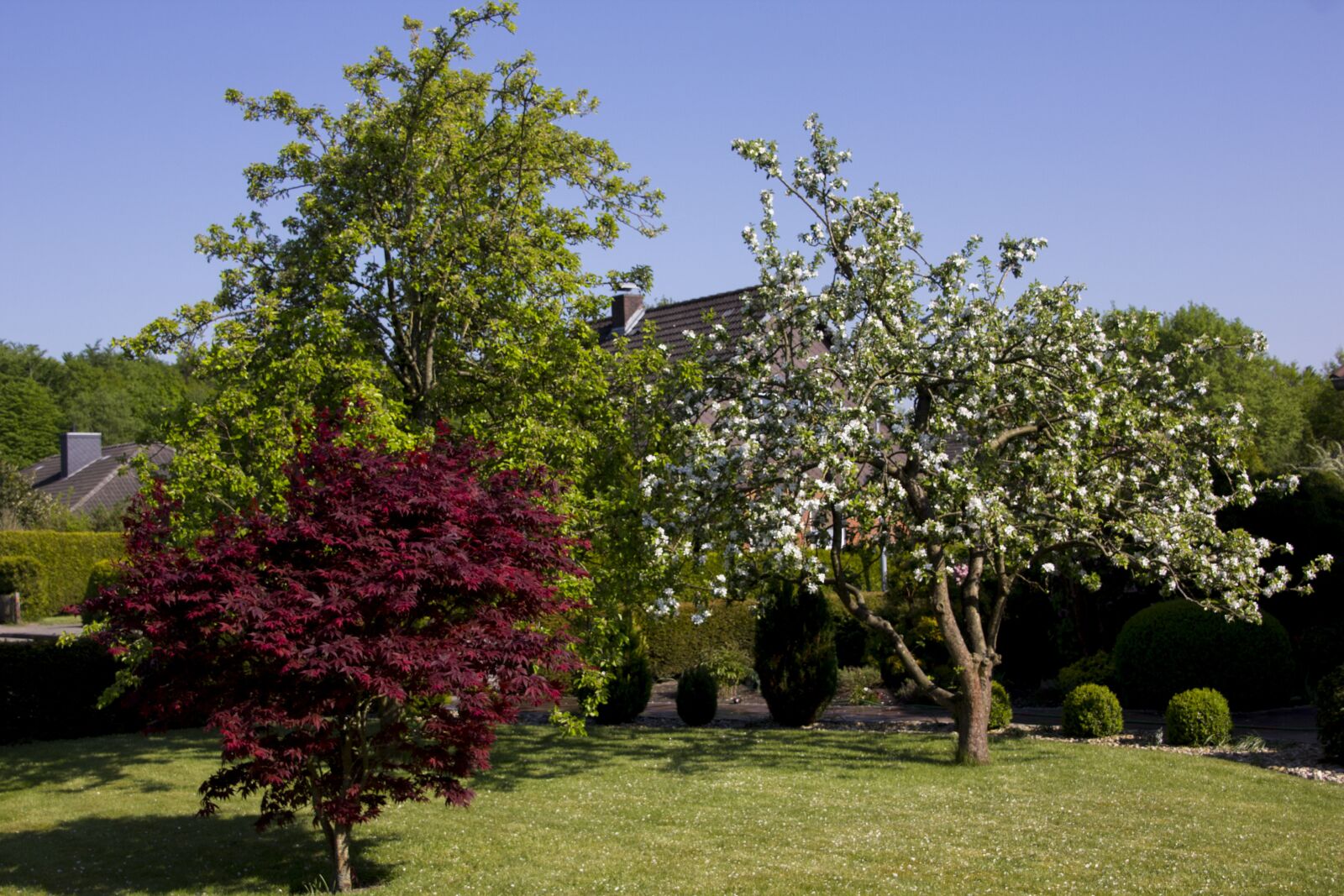 Canon EOS 60D sample photo. Trees, garden, nature photography
