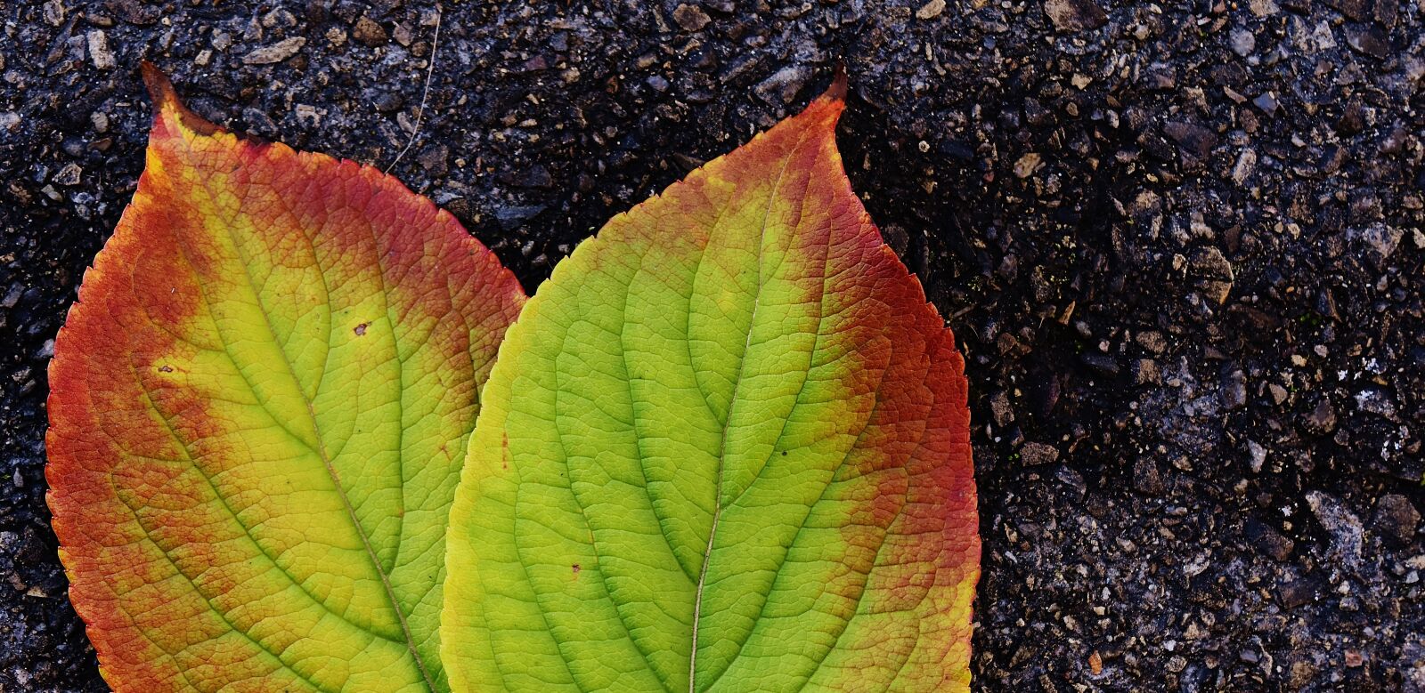 Nikon D7200 sample photo. Leaves, autumn, colorful photography