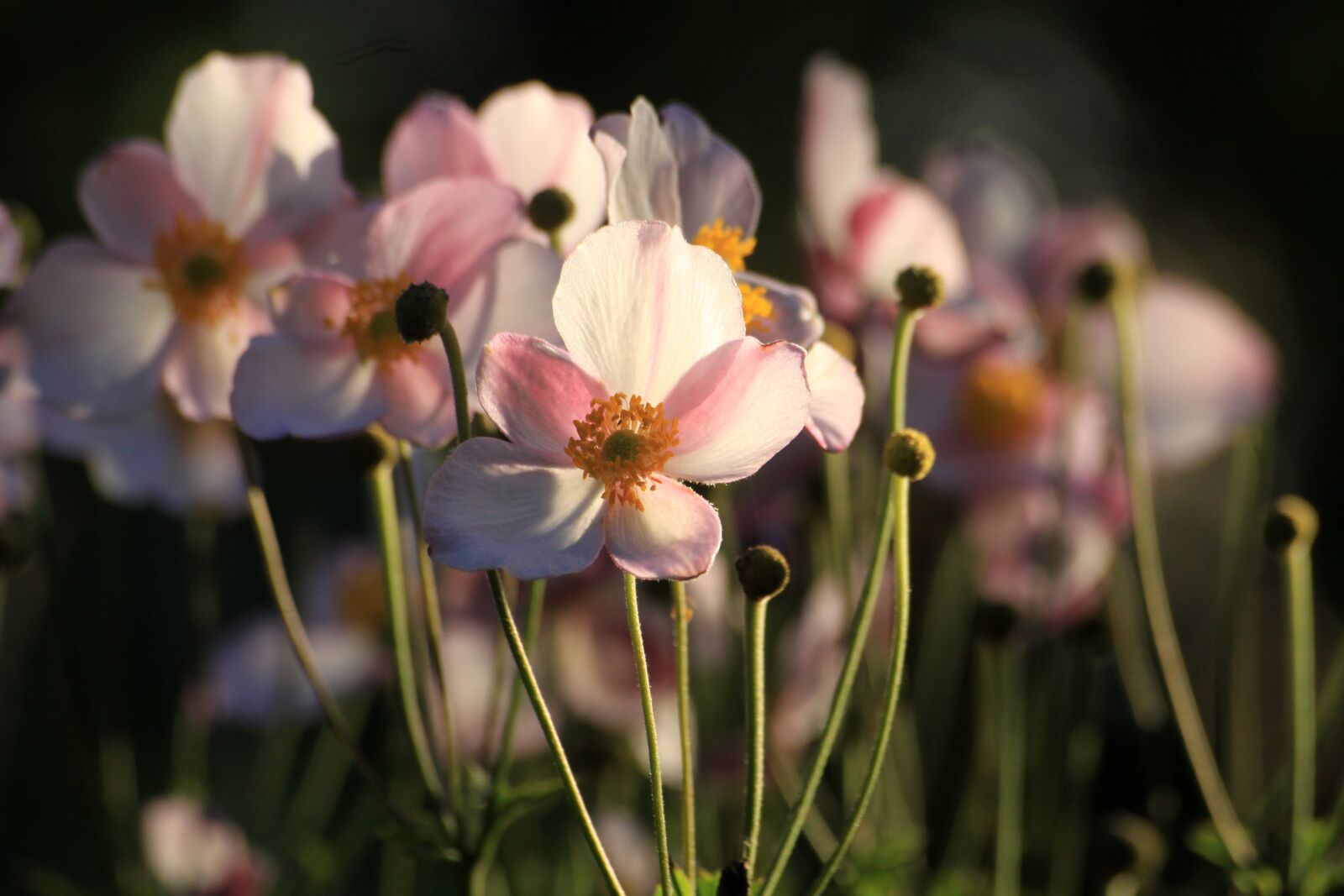 Canon EOS 50D sample photo. Flowers, plants, nature photography