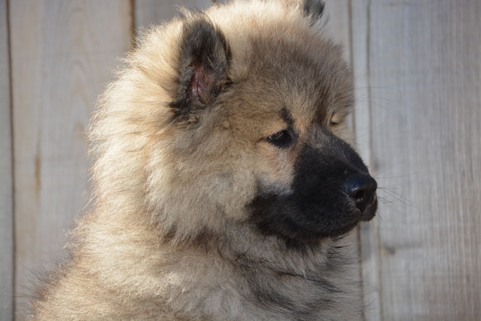 Nikon D5200 sample photo. Dog, dog eurasier, pup photography
