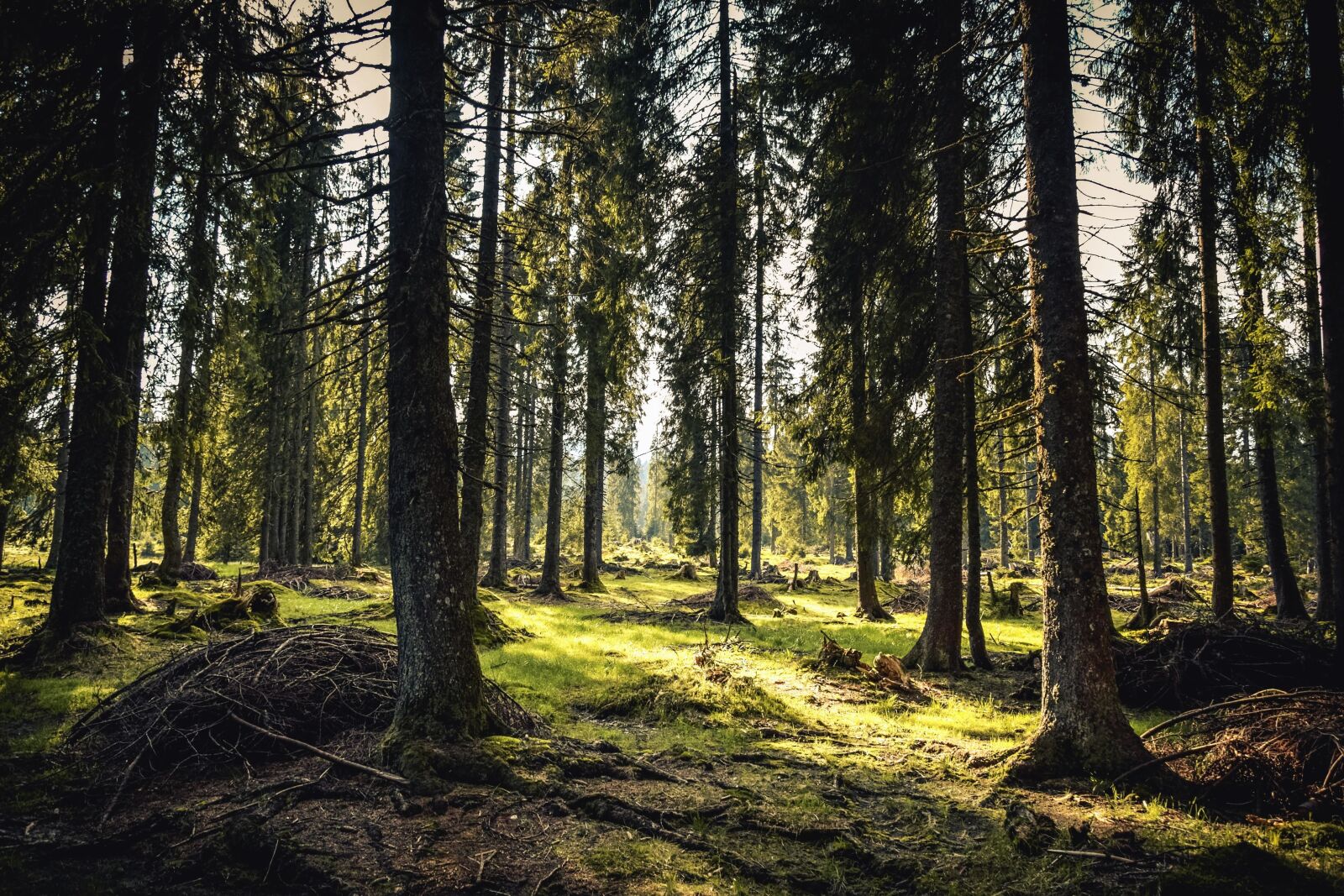 Nikon D3300 sample photo. Forest, wood, grass, nature photography