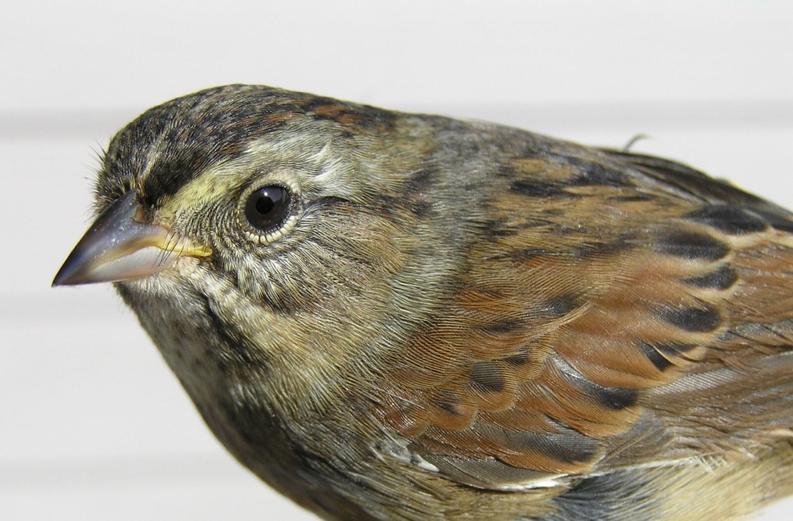 Olympus C770UZ sample photo. Swamp sparrow, bird, wildlife photography
