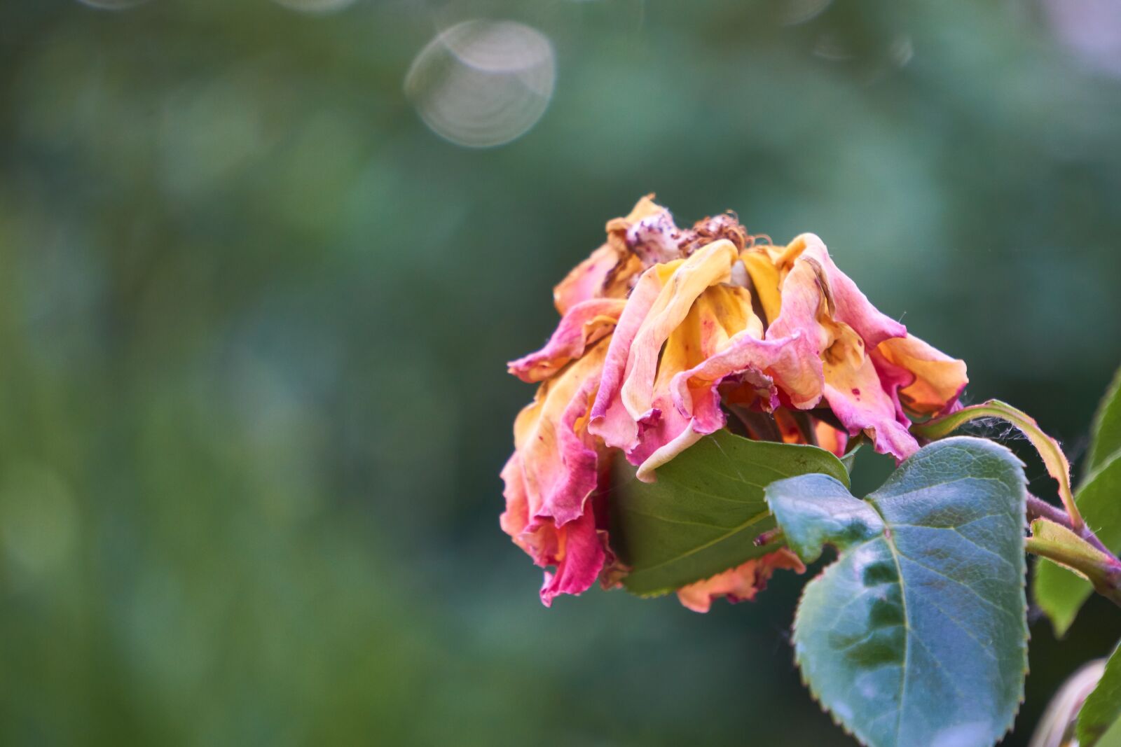 Sony E 55-210mm F4.5-6.3 OSS sample photo. Rose, blossom, bloom photography