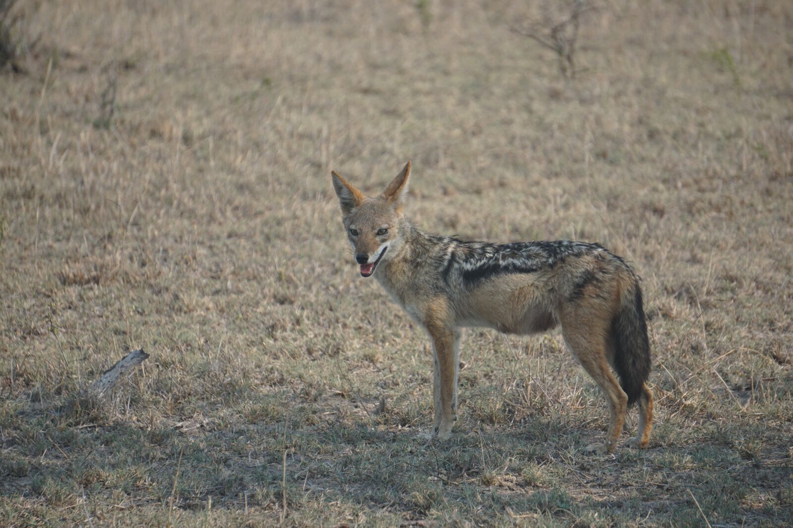 Sony E 55-210mm F4.5-6.3 OSS sample photo. Jackal, south africa, wildlife photography