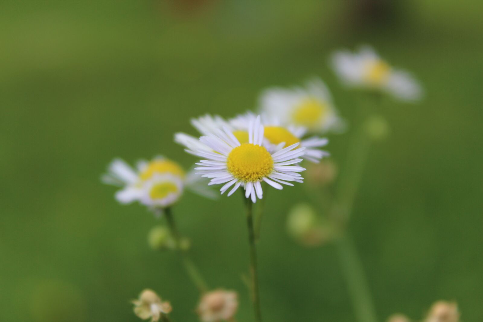 Canon EOS 600D (Rebel EOS T3i / EOS Kiss X5) sample photo. Flowers, margaret, nature photography