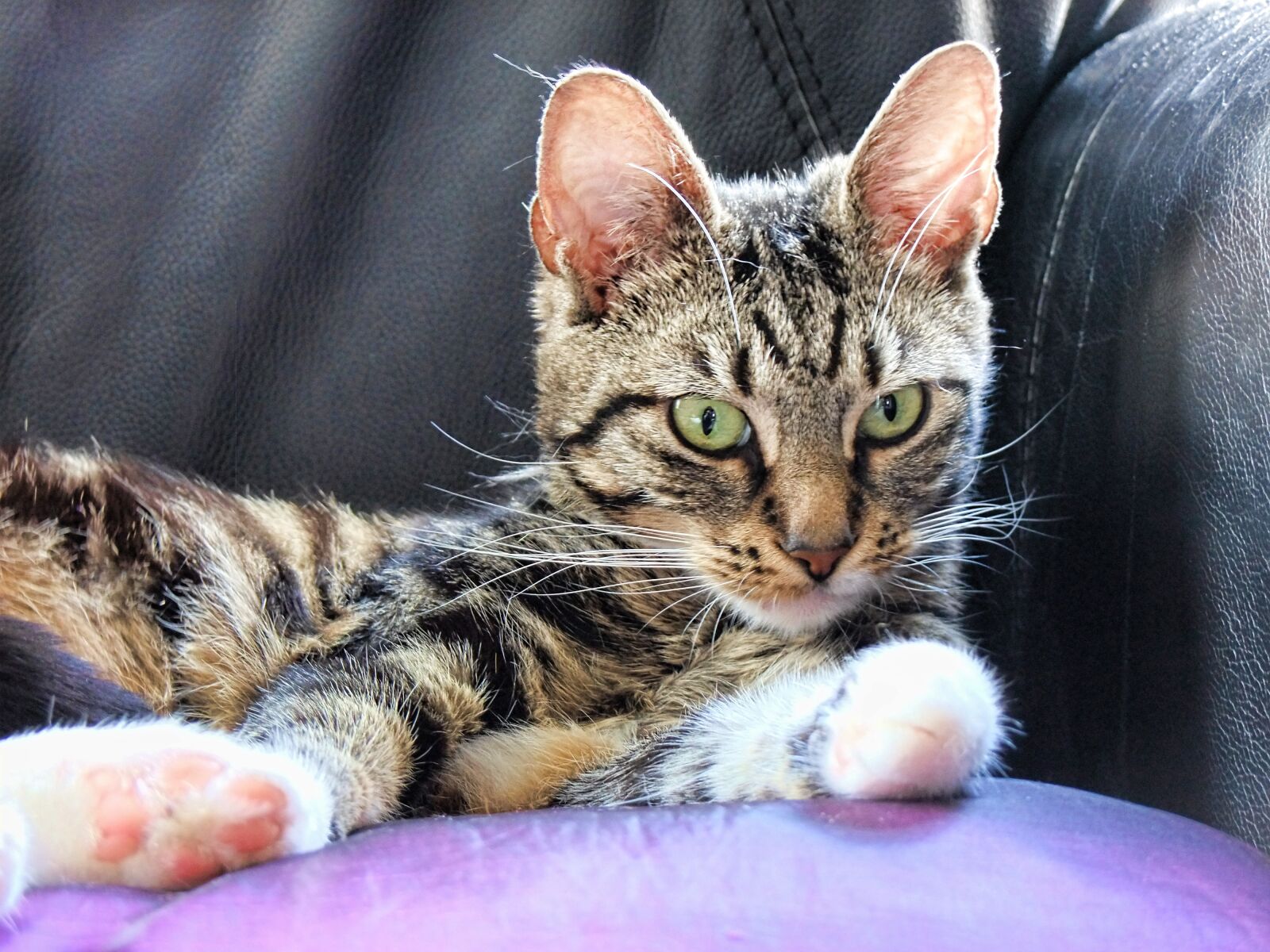 FujiFilm FinePix S200EXR (FinePix S205EXR) sample photo. Cat, curious, feline photography