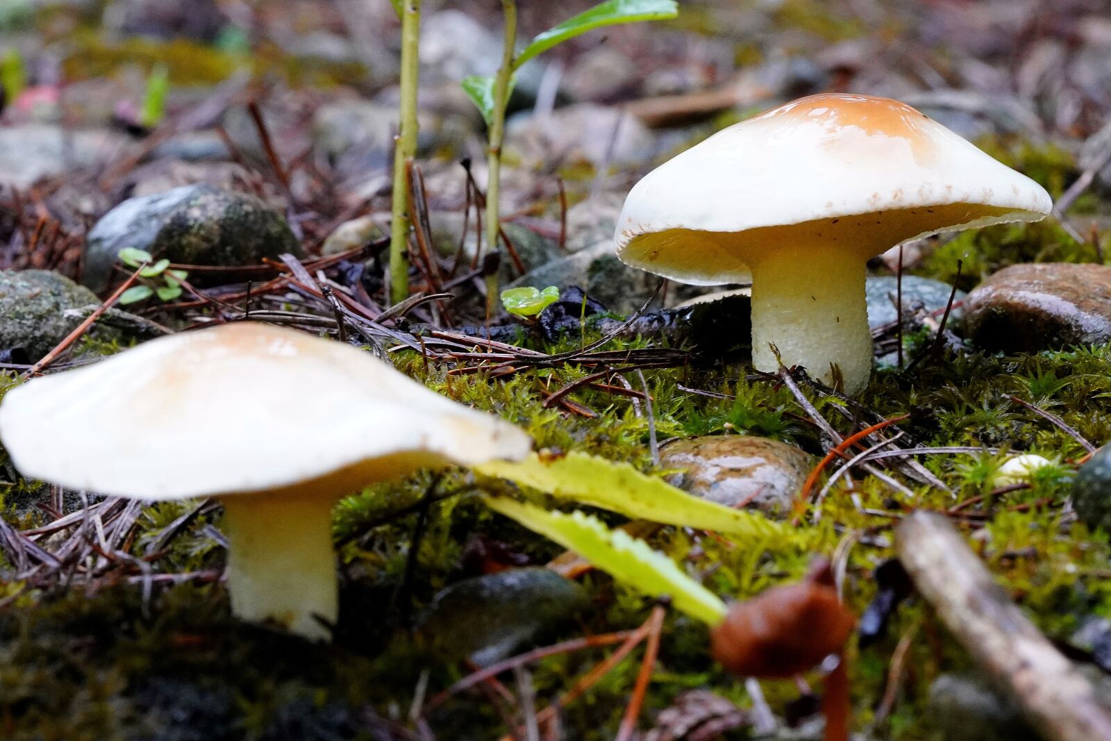Sony a7R III sample photo. Mushroom, rain, nature photography