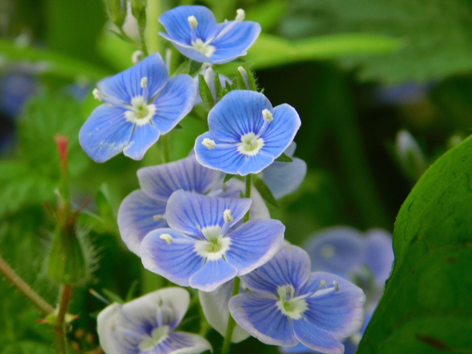 Nikon Coolpix L840 sample photo. Nature, flowers, spring photography