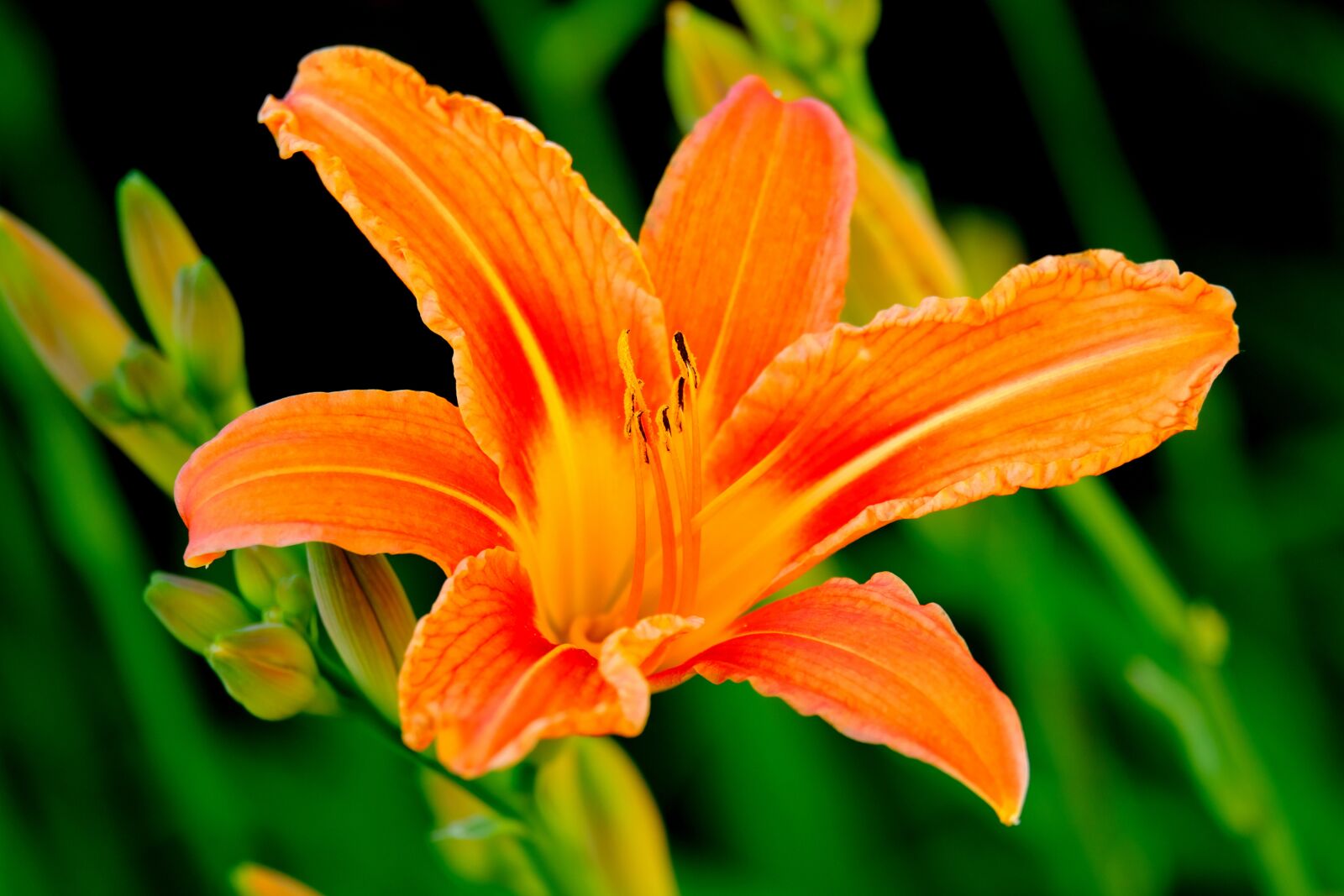 Fujifilm X-T20 sample photo. Lily, blossom, bloom photography