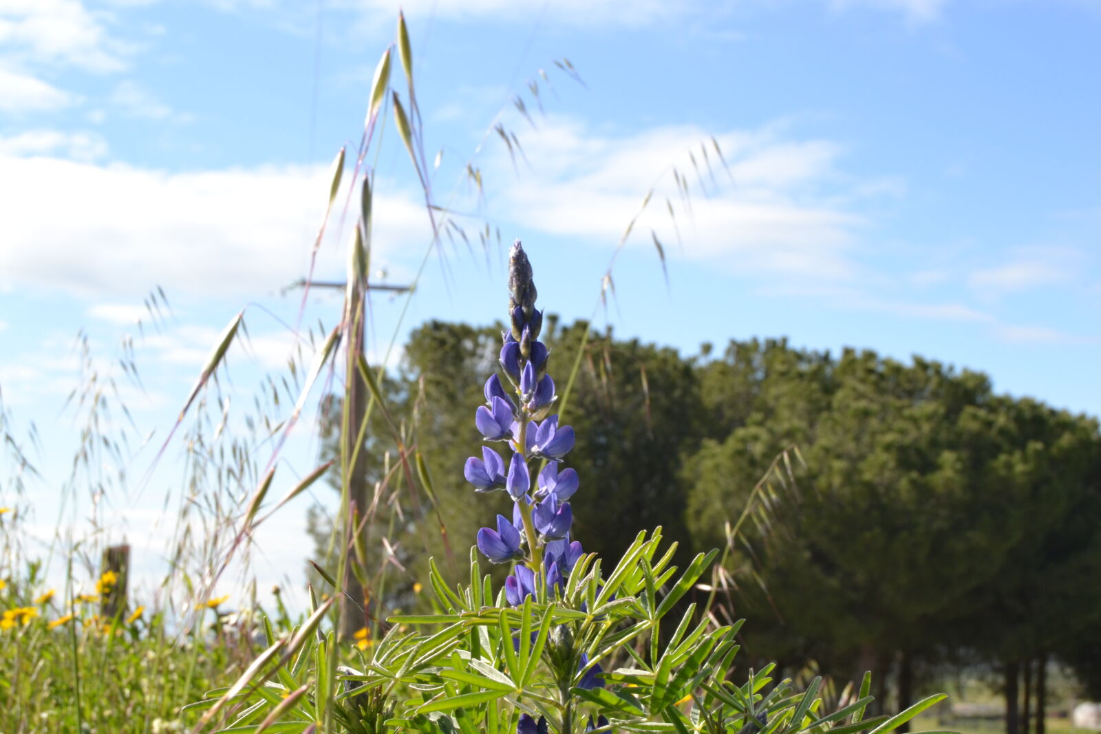 Nikon D3100 sample photo. Flower, violet, spring, wildflower photography