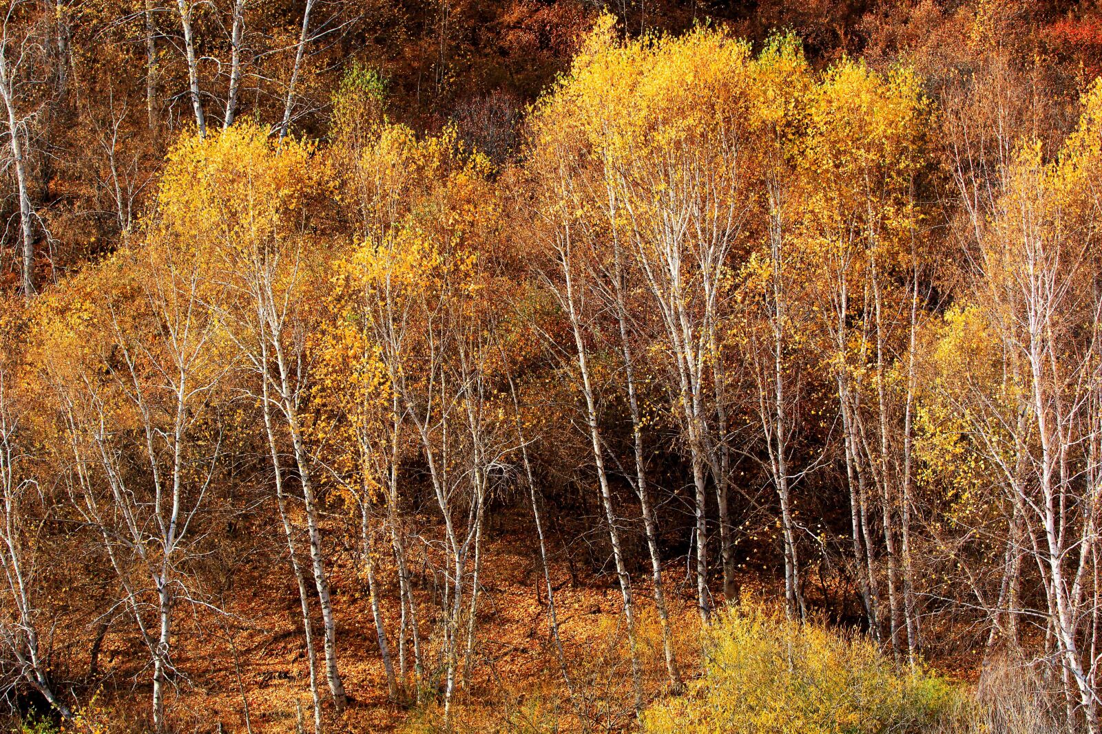 Canon EOS 70D + Canon EF 70-200mm F2.8L IS USM sample photo. Autumn, the scenery, tree photography