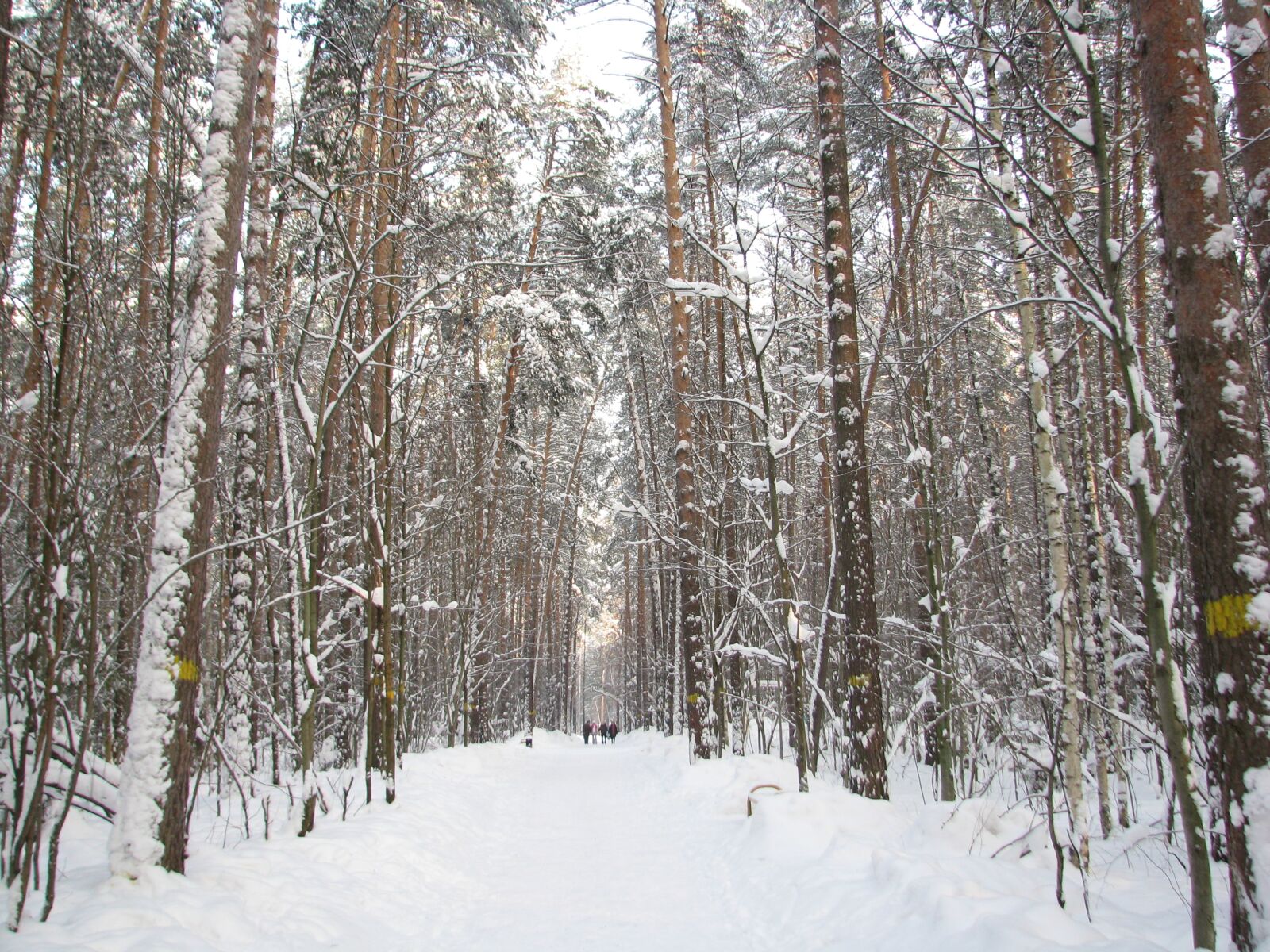 Canon POWERSHOT S5 IS sample photo. Forest, winter, sky photography