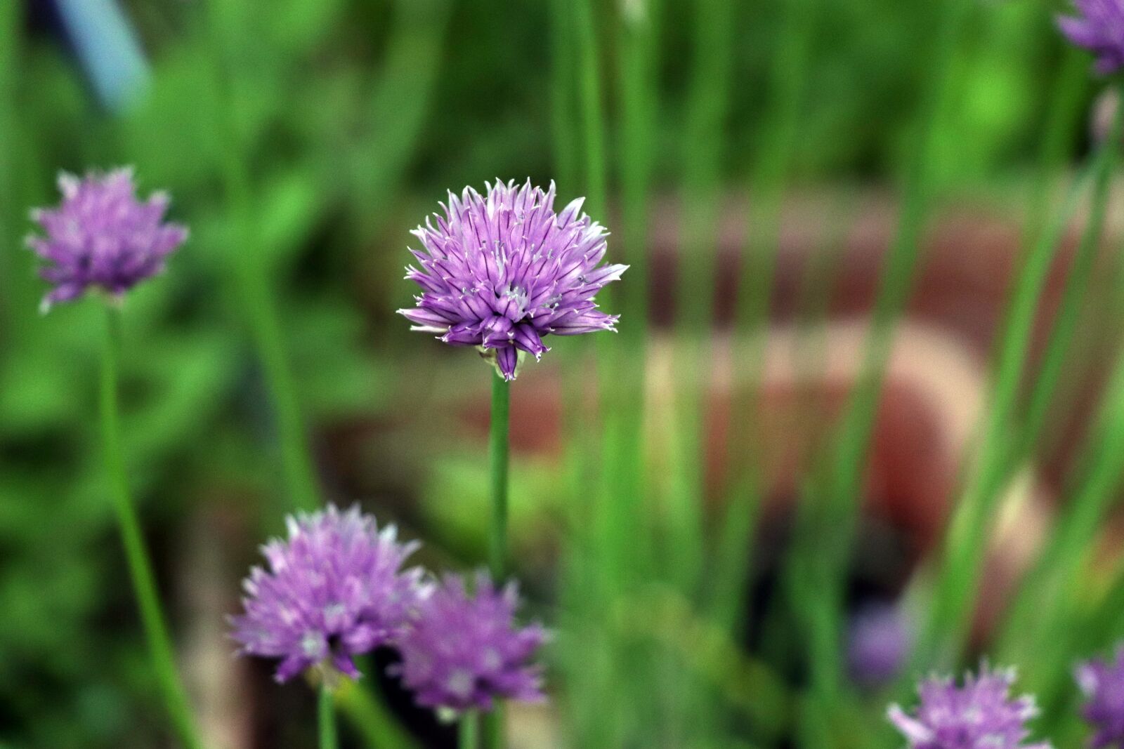 Canon EOS 77D (EOS 9000D / EOS 770D) sample photo. Chives, blossom, bloom photography