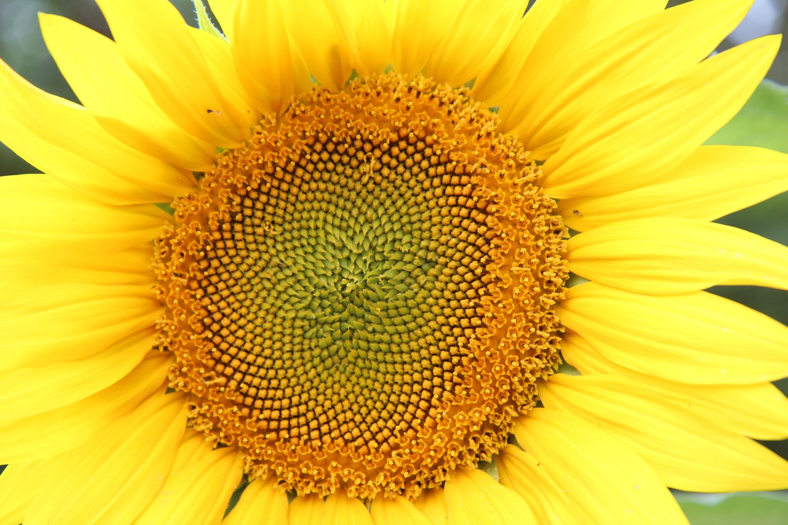 Canon EOS 600D (Rebel EOS T3i / EOS Kiss X5) sample photo. Sunflower, flower sun, agriculture photography