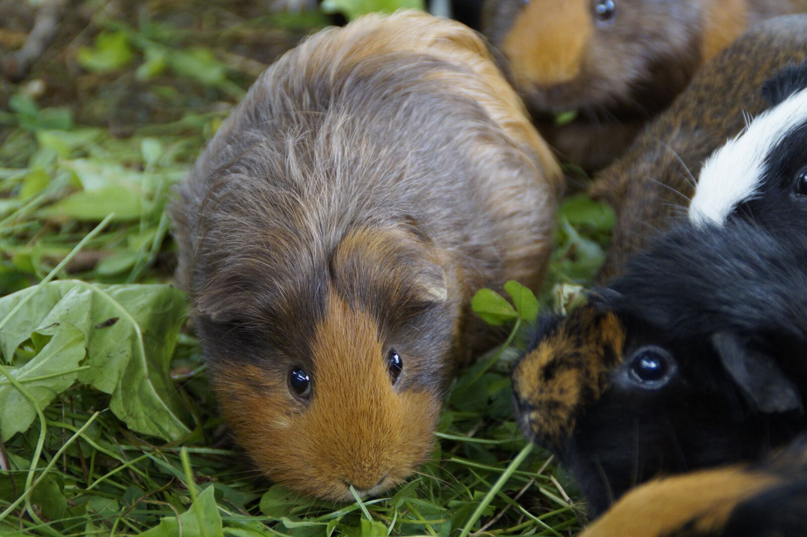 Sony SLT-A58 sample photo. Guinea pig, cute, rodent photography