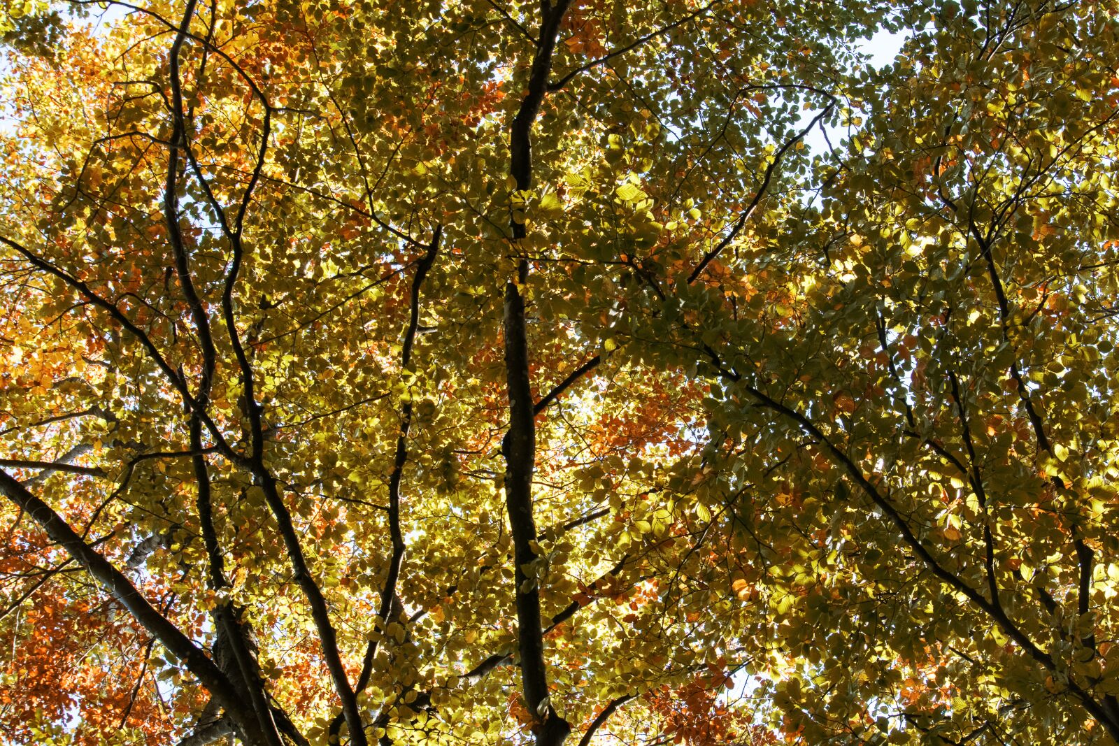 Canon EF-S 55-250mm F4-5.6 IS STM sample photo. Fall foliage, autumn, leaves photography