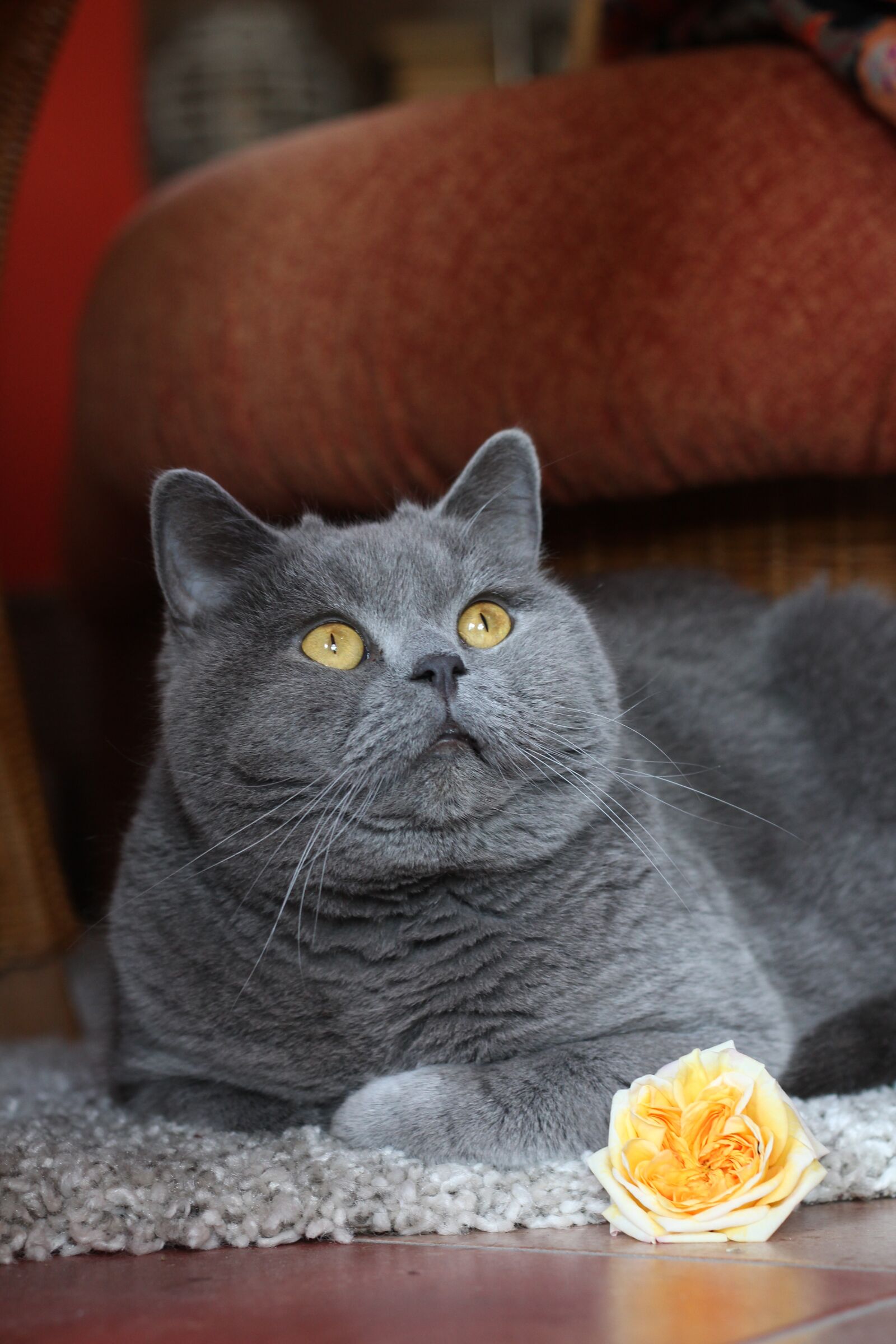 Canon EOS 60D + Canon EF 50mm F1.8 II sample photo. Cat, domestic cat, pet photography