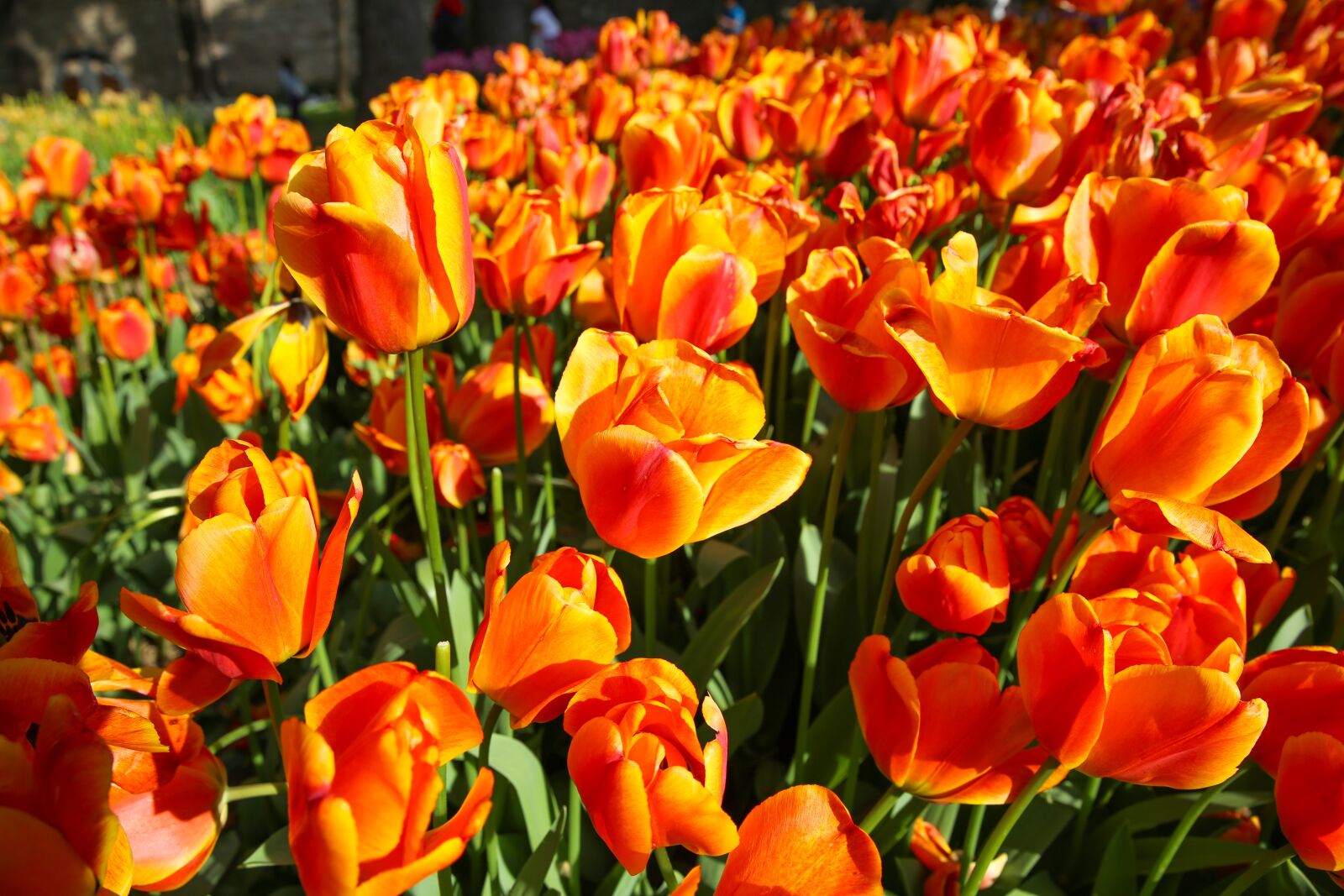 Canon EF 24-70mm F2.8L II USM sample photo. Beautiful tulip flower, green photography