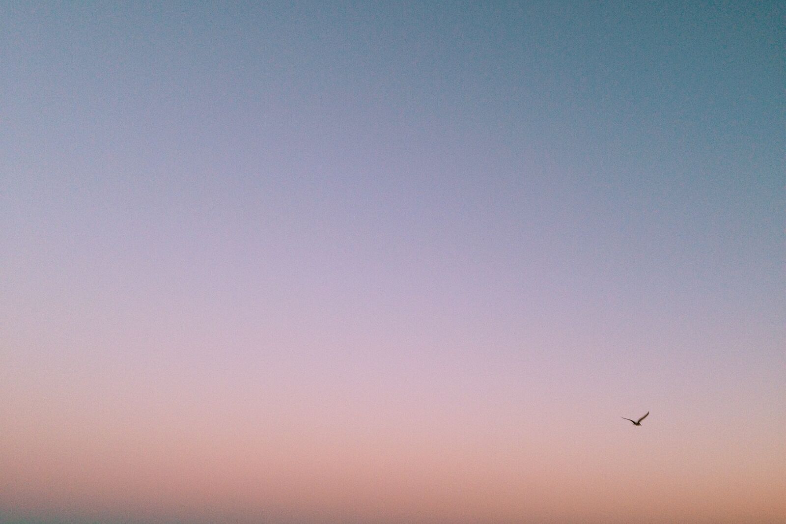 iPhone 5 back camera 4.12mm f/2.4 sample photo. Sunset, bird, sky photography