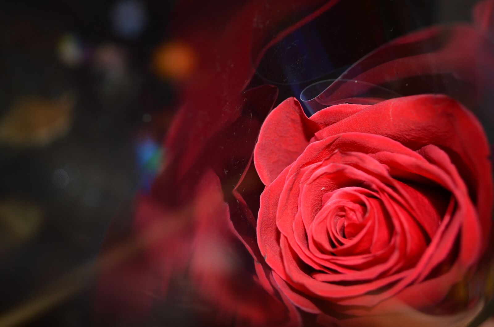 Nikon D5100 sample photo. Rose, red, handsomely photography