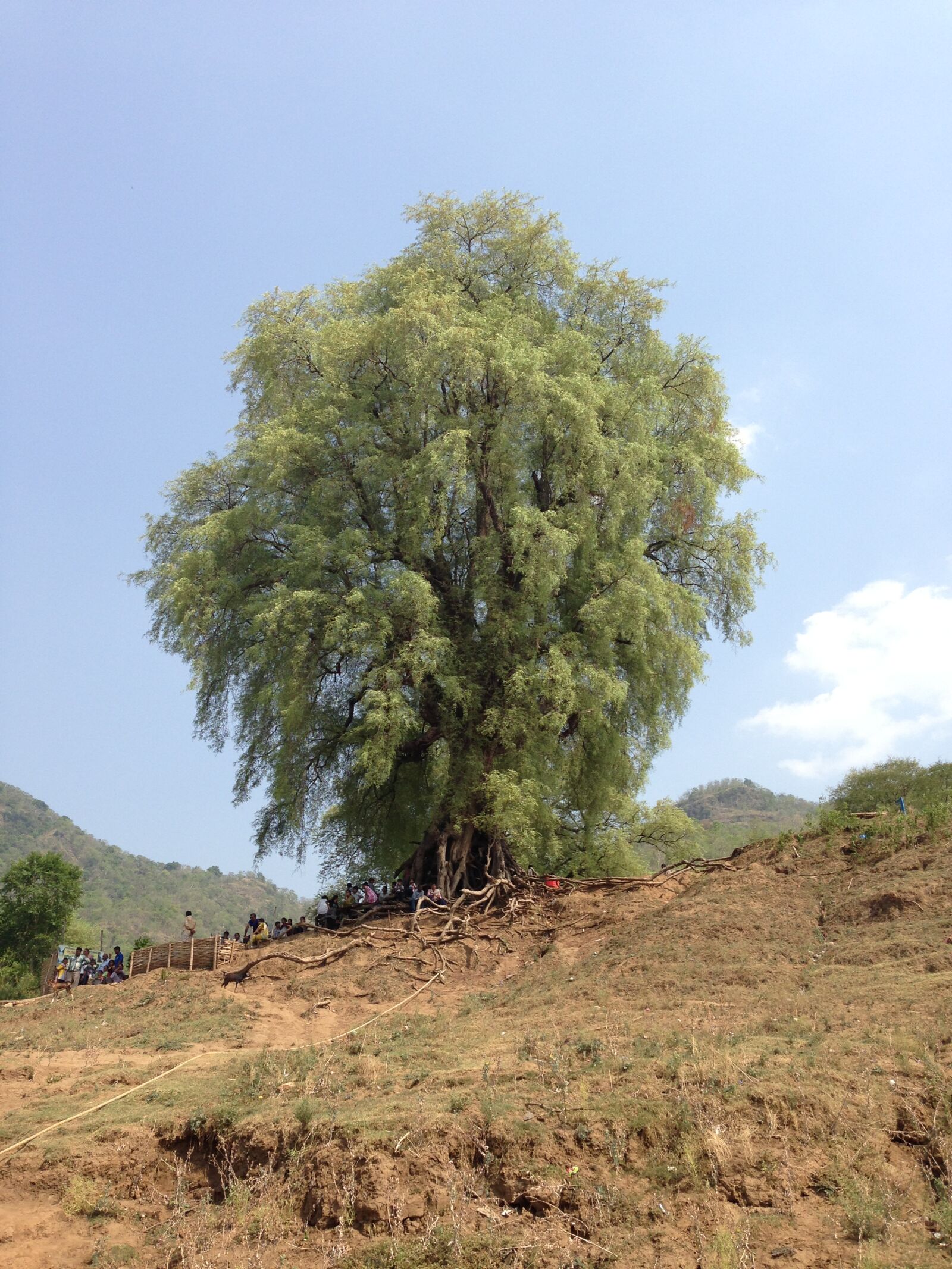 Apple iPhone 5 sample photo. Big, huge, nature, old photography