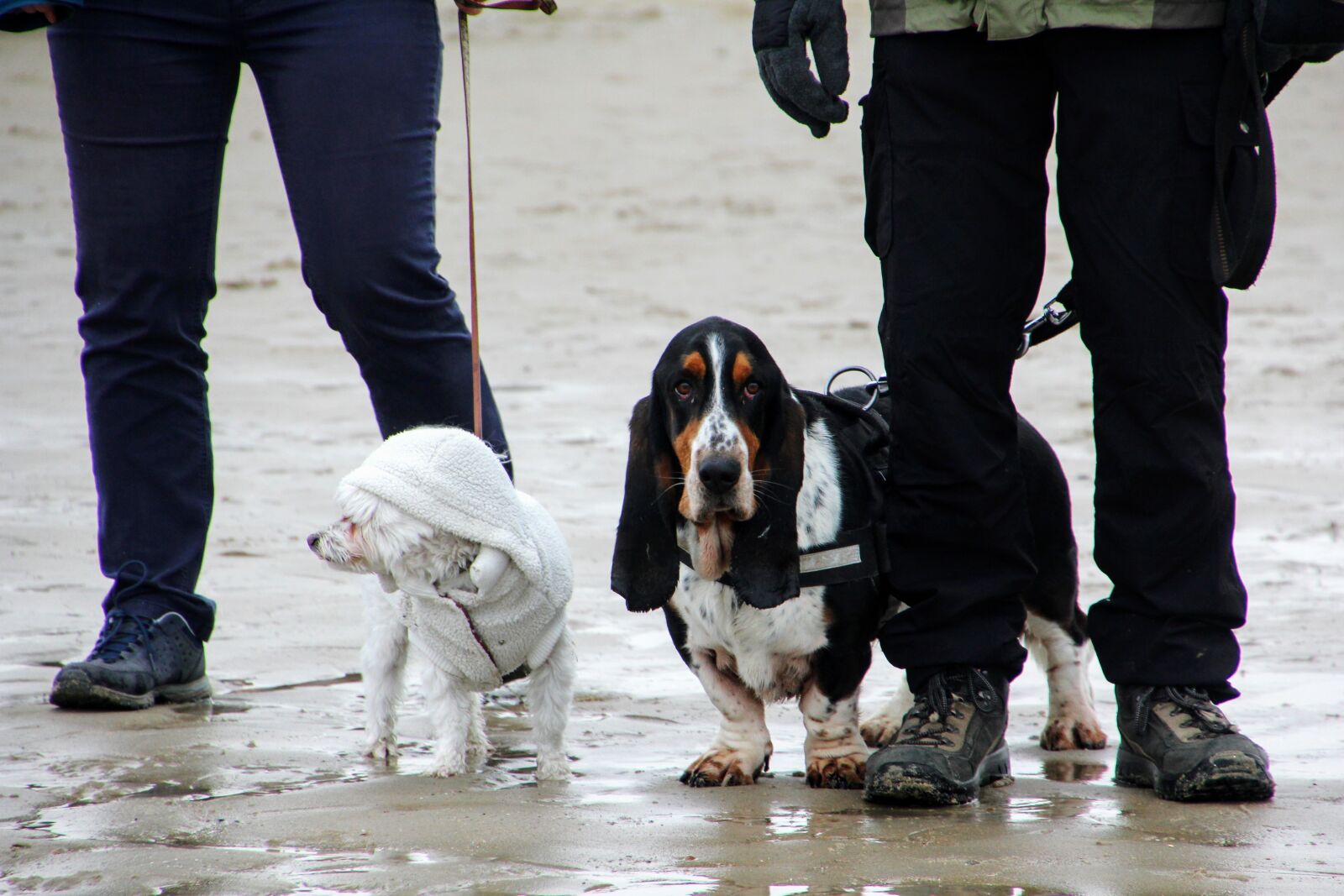 Canon EOS 60D sample photo. Dogs, beach, most beach photography