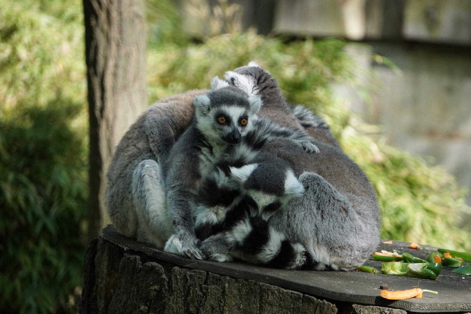 Sony a6000 sample photo. Lemurs, animals, nature photography